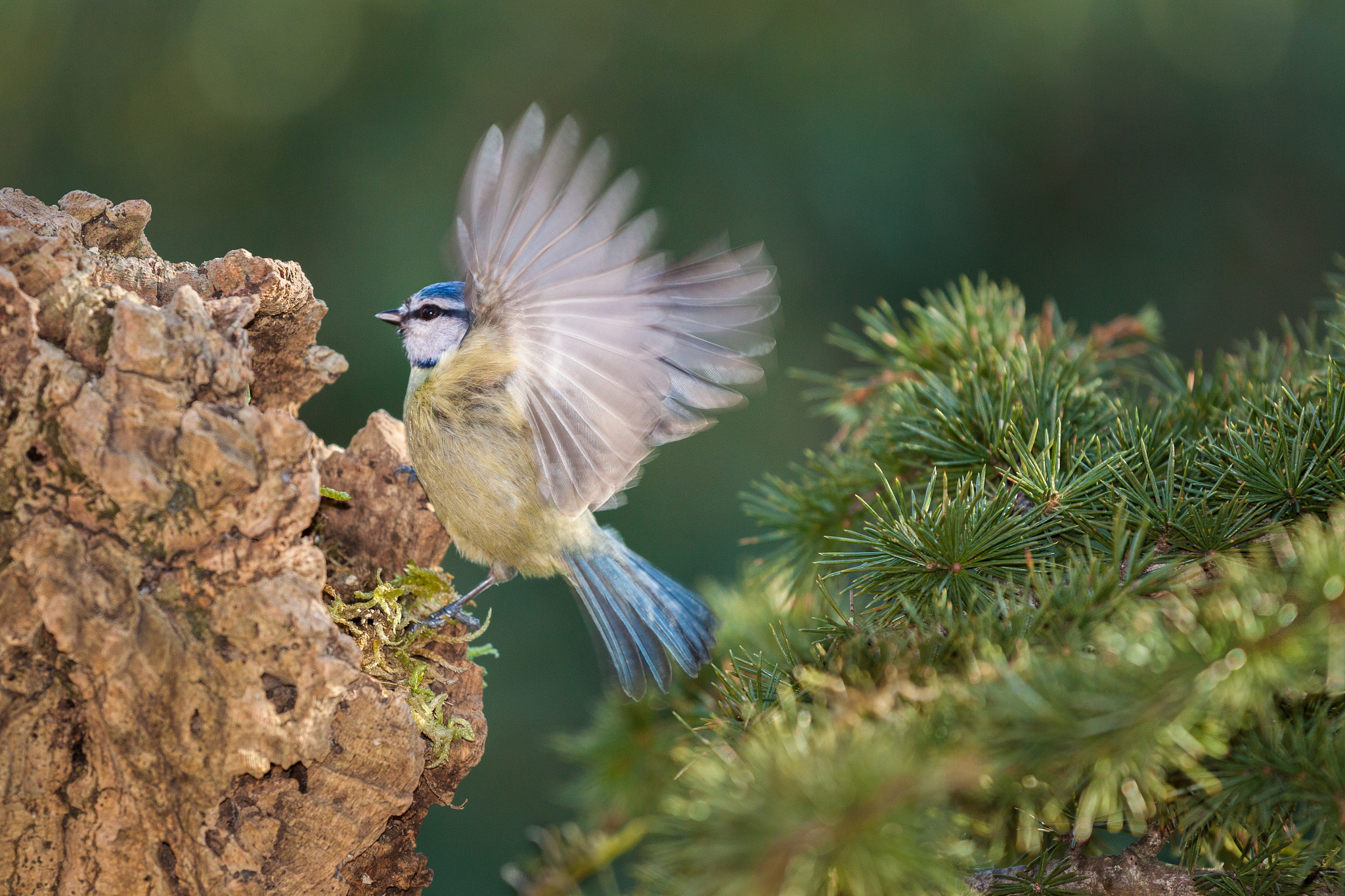 Canon EOS 50D + Canon EF 70-200mm F4L IS USM sample photo. Mésange bleue photography