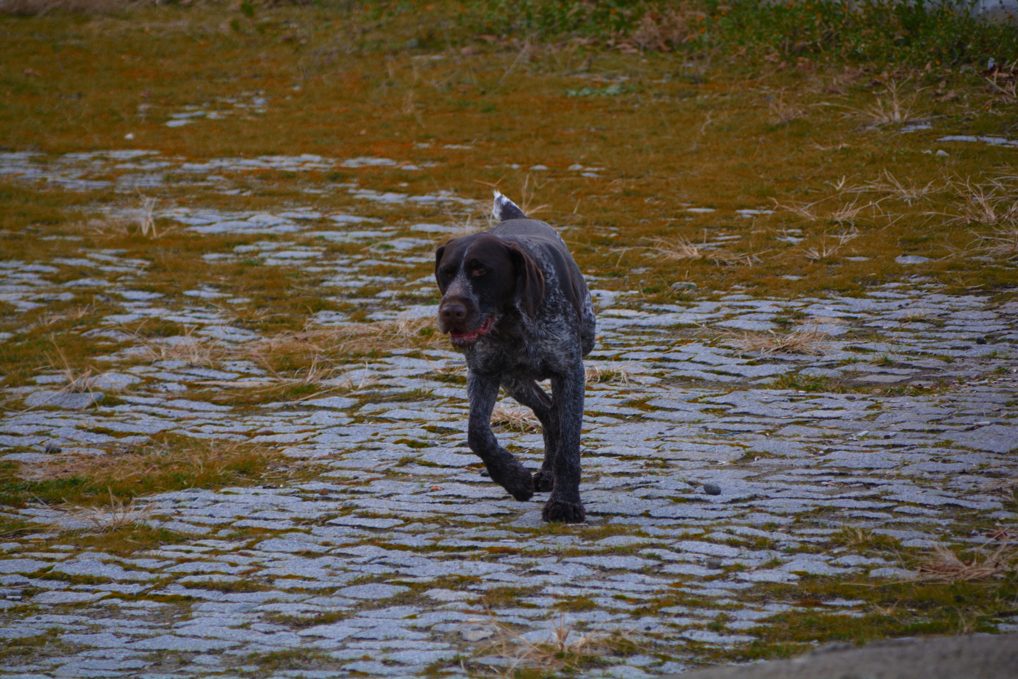 Sigma 28-300mm F3.5-6.3 DG Macro sample photo. Dog photography
