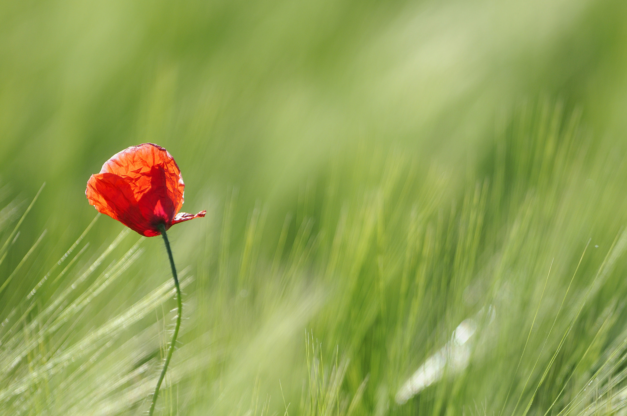 Nikon AF-S Nikkor 400mm F2.8G ED VR II sample photo. Soft wind photography