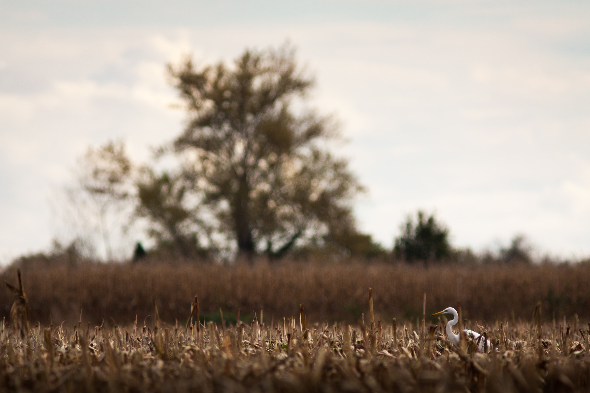 Canon EF 300mm F4L IS USM sample photo. Grande aigrette photography