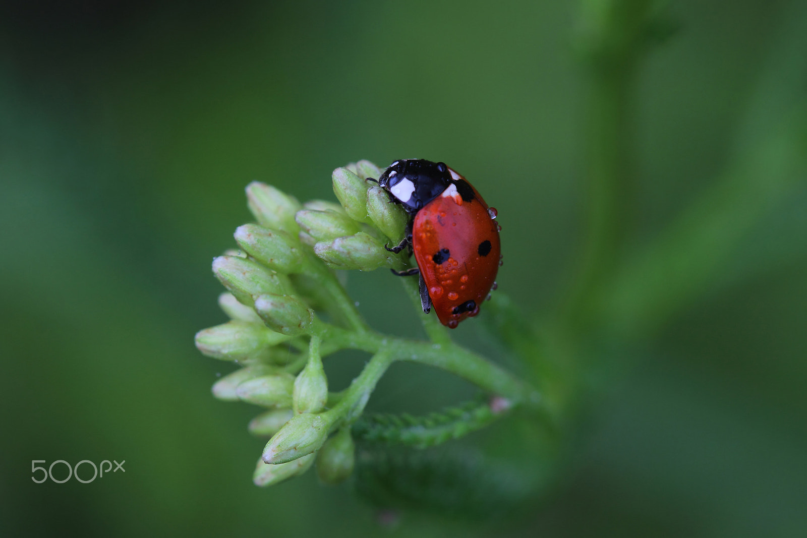 Canon EF 100mm F2.8 Macro USM sample photo. Ladybug on grass covered morning dew photography