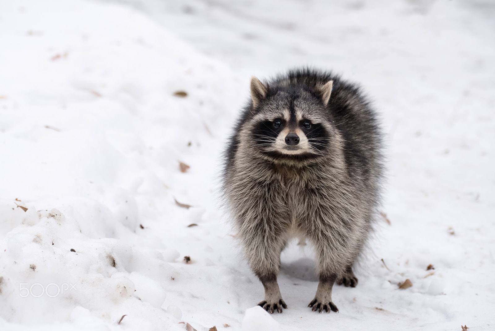 Sigma 105mm F2.8 EX DG OS HSM sample photo. Raccoon on the snow photography