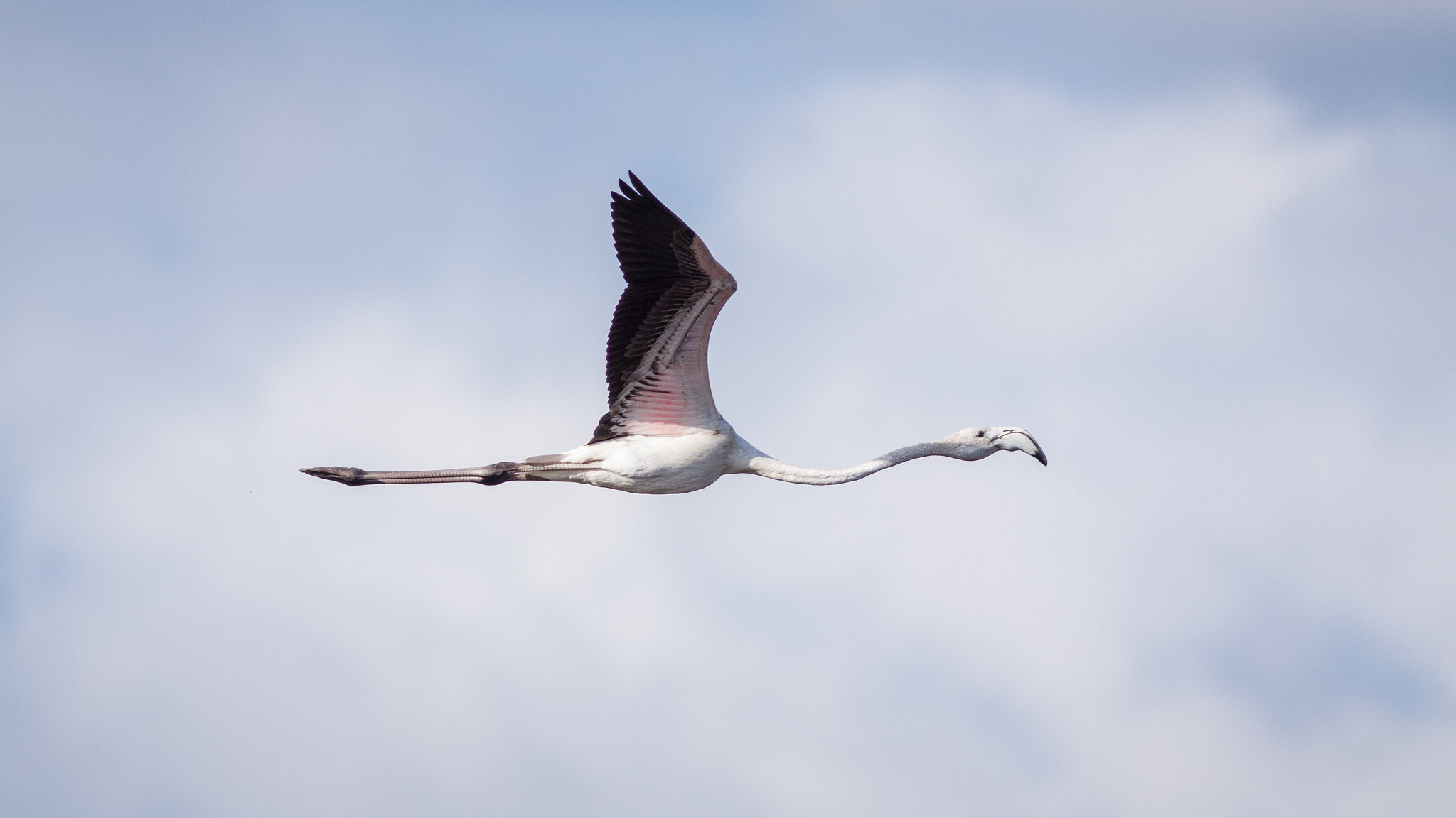 Canon EF 300mm F4L IS USM sample photo. Flamant rose photography