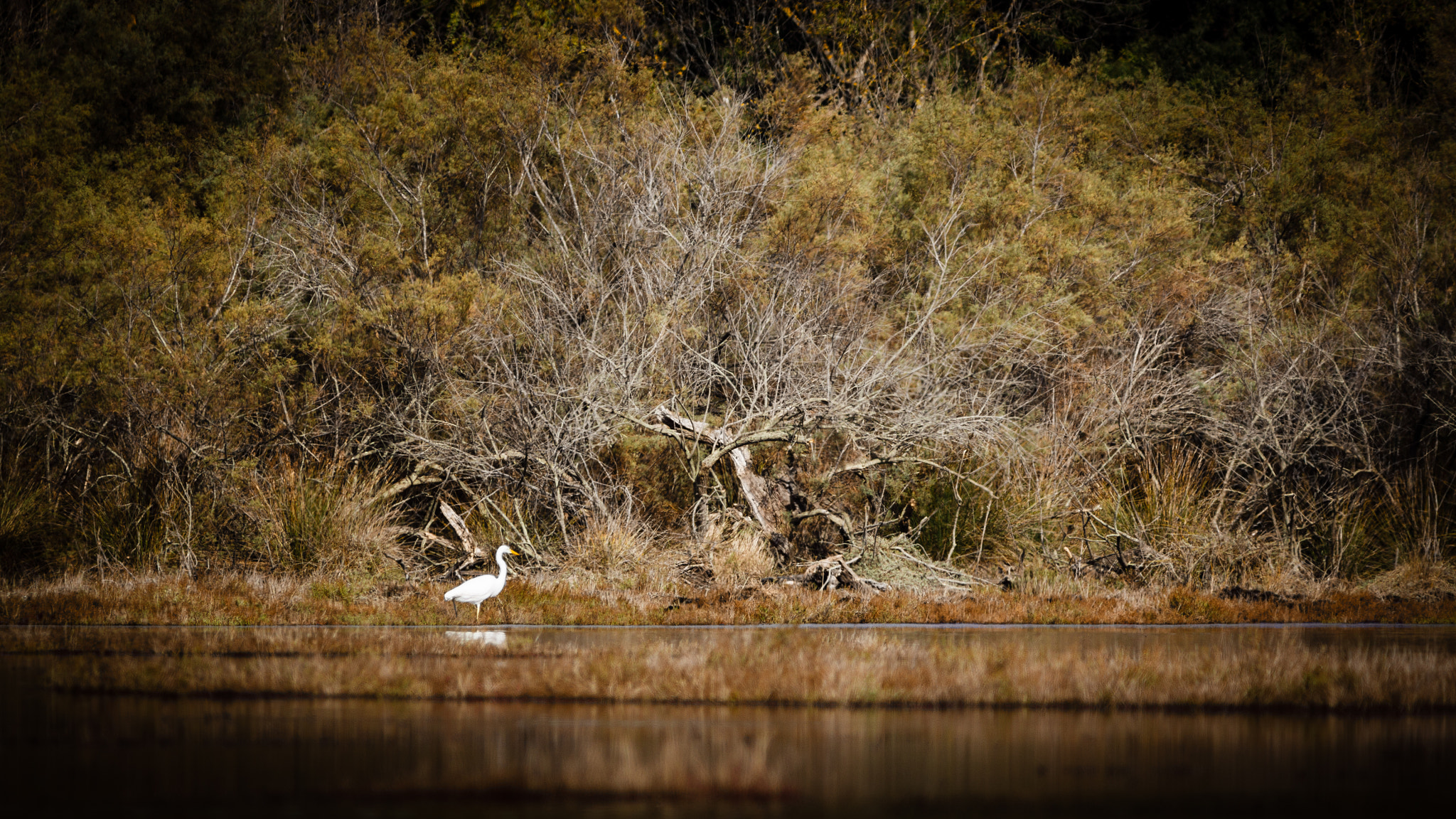 Canon EF 300mm F4L IS USM sample photo. Grande aigrette photography