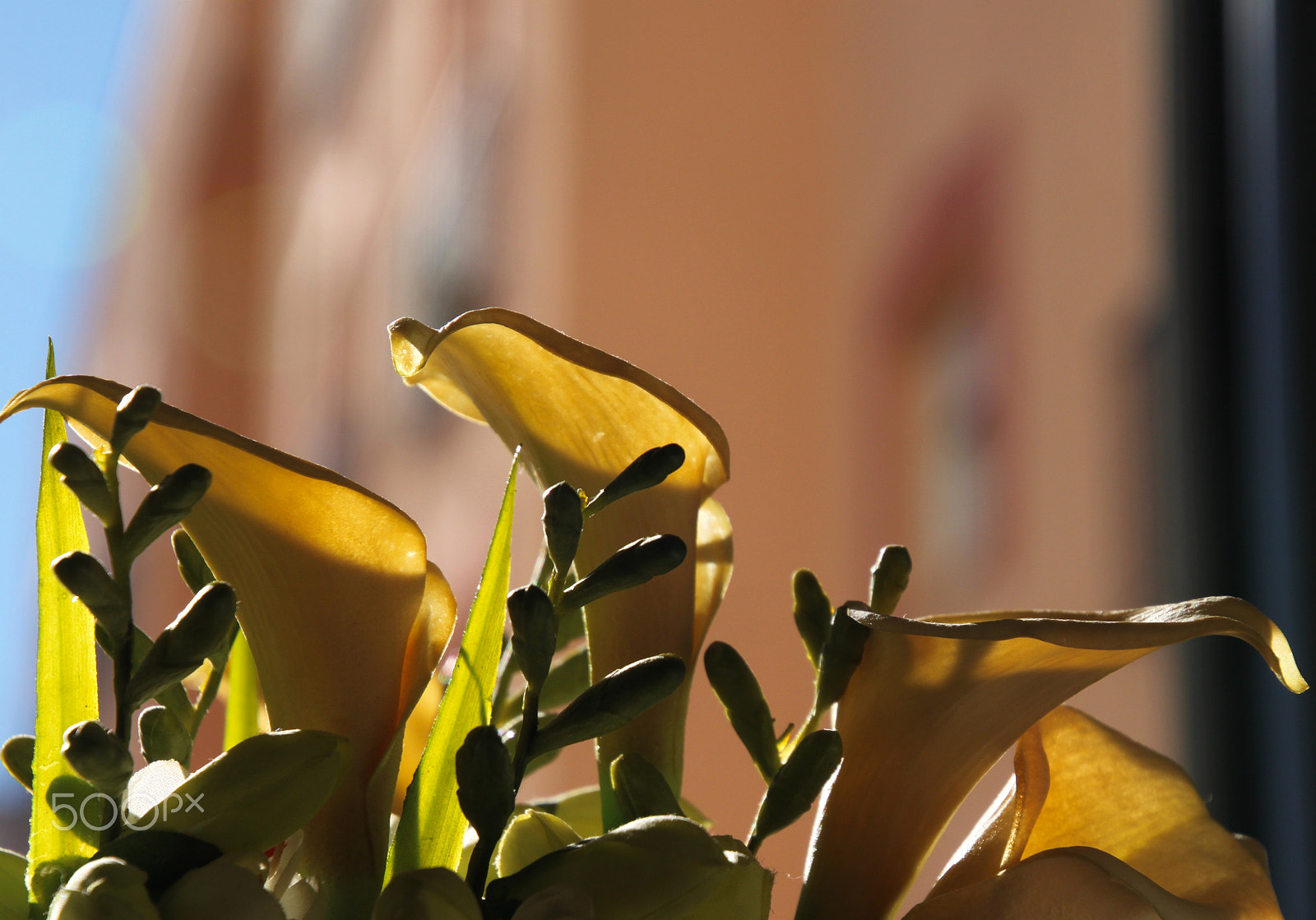 Canon EOS 500D (EOS Rebel T1i / EOS Kiss X3) sample photo. La luz entre las hojas photography