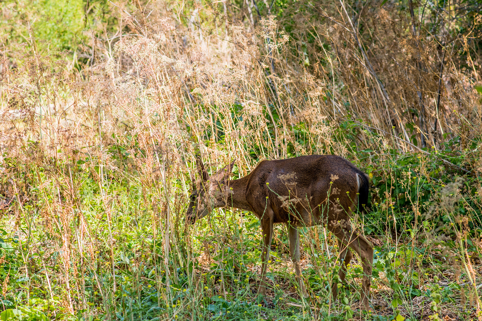 Nikon D5500 + Nikon AF-S Nikkor 85mm F1.8G sample photo. The deer photography