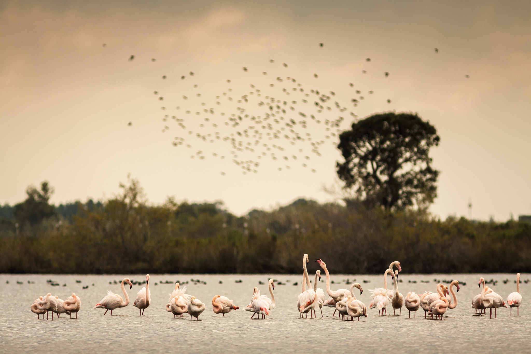Canon EF 300mm F4L IS USM sample photo. Flamants roses photography