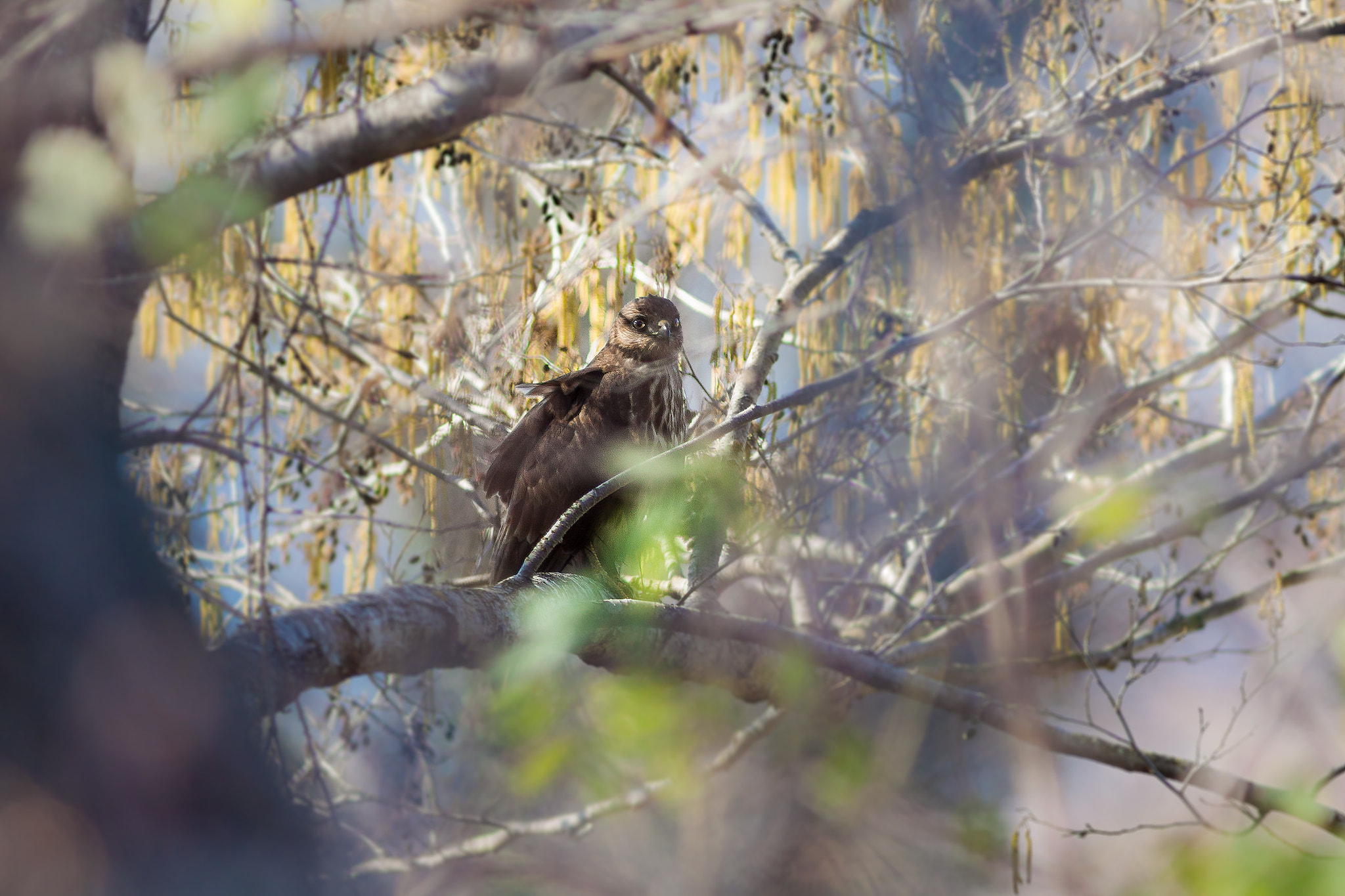 Canon EF 300mm F4L IS USM sample photo. Buse commune photography