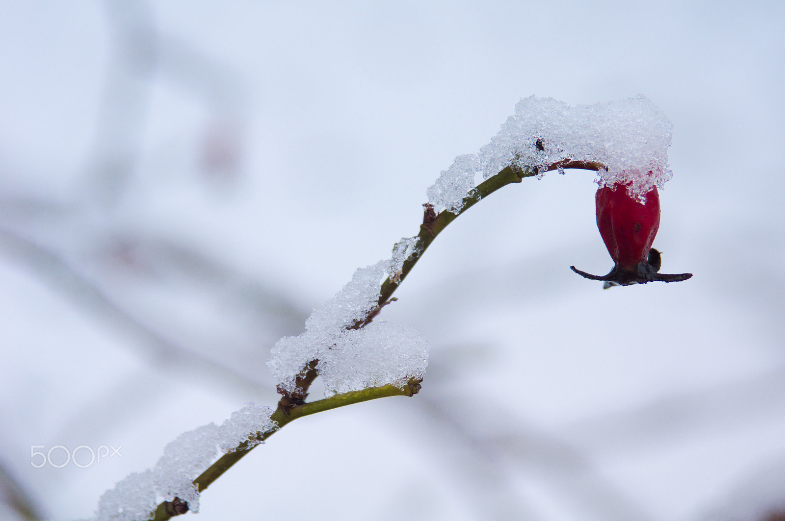 Minolta/Sony AF 24-105mm F3.5-4.5 (D) sample photo. Variations on a winter theme 2 photography