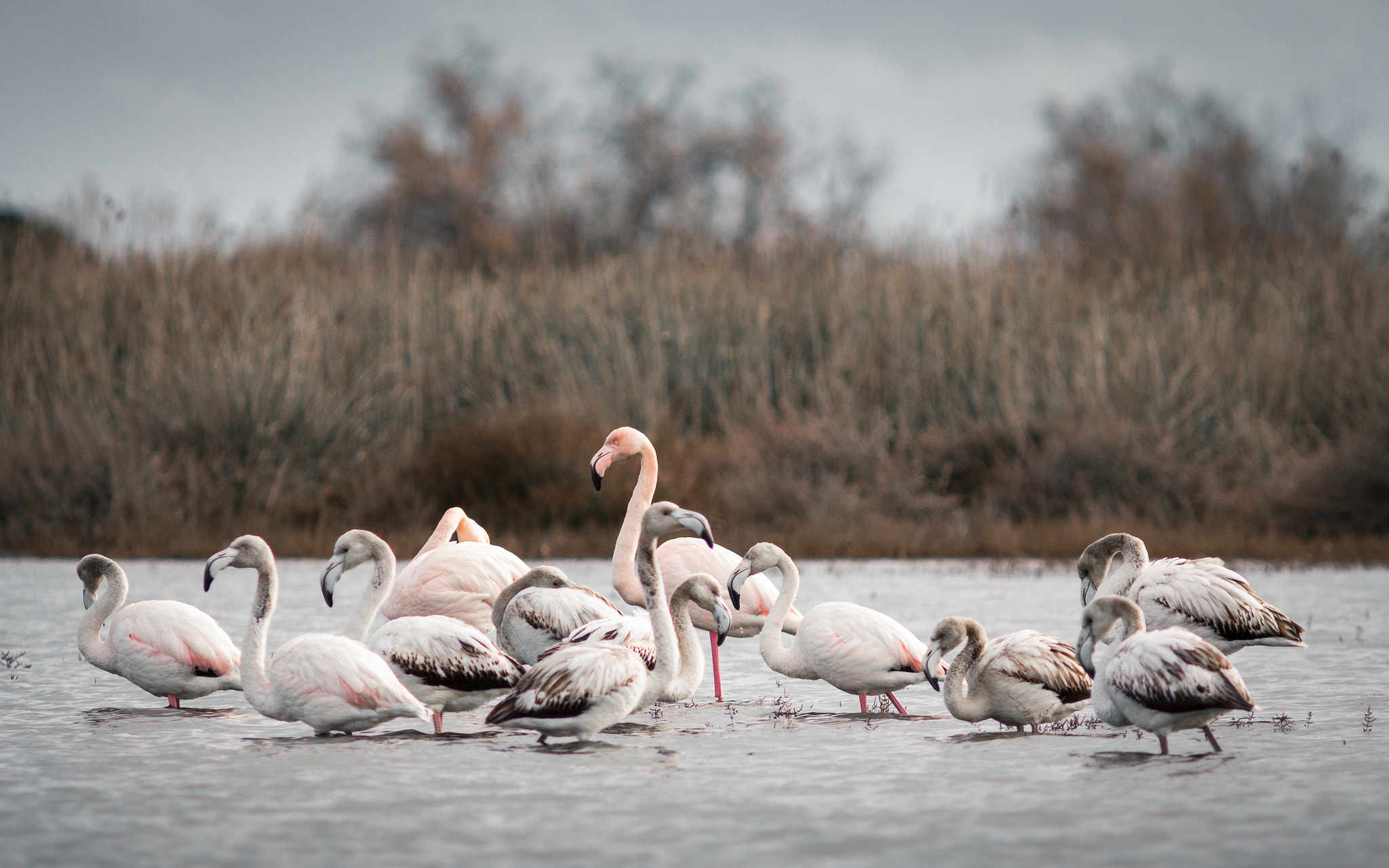 Canon EF 300mm F4L IS USM sample photo. Flamants roses photography