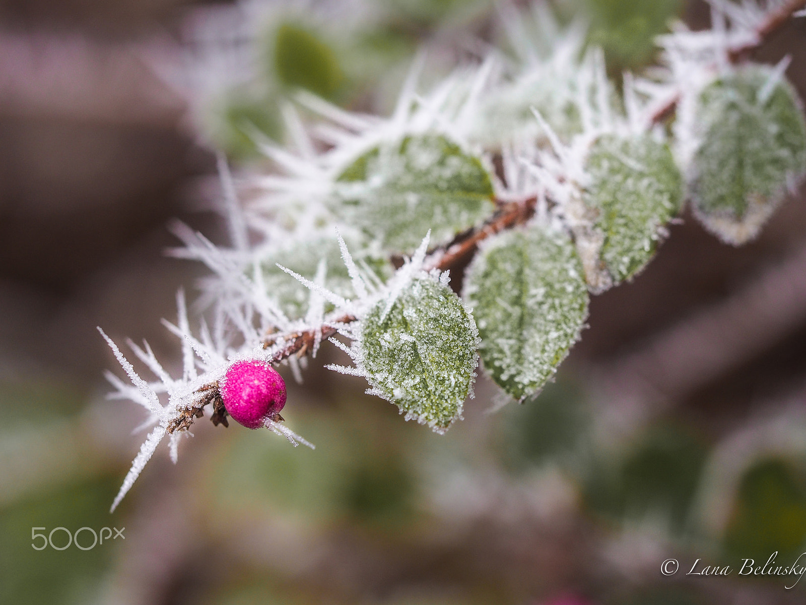 Olympus M.Zuiko Digital ED 60mm F2.8 Macro sample photo. Pink berry, green leaves photography