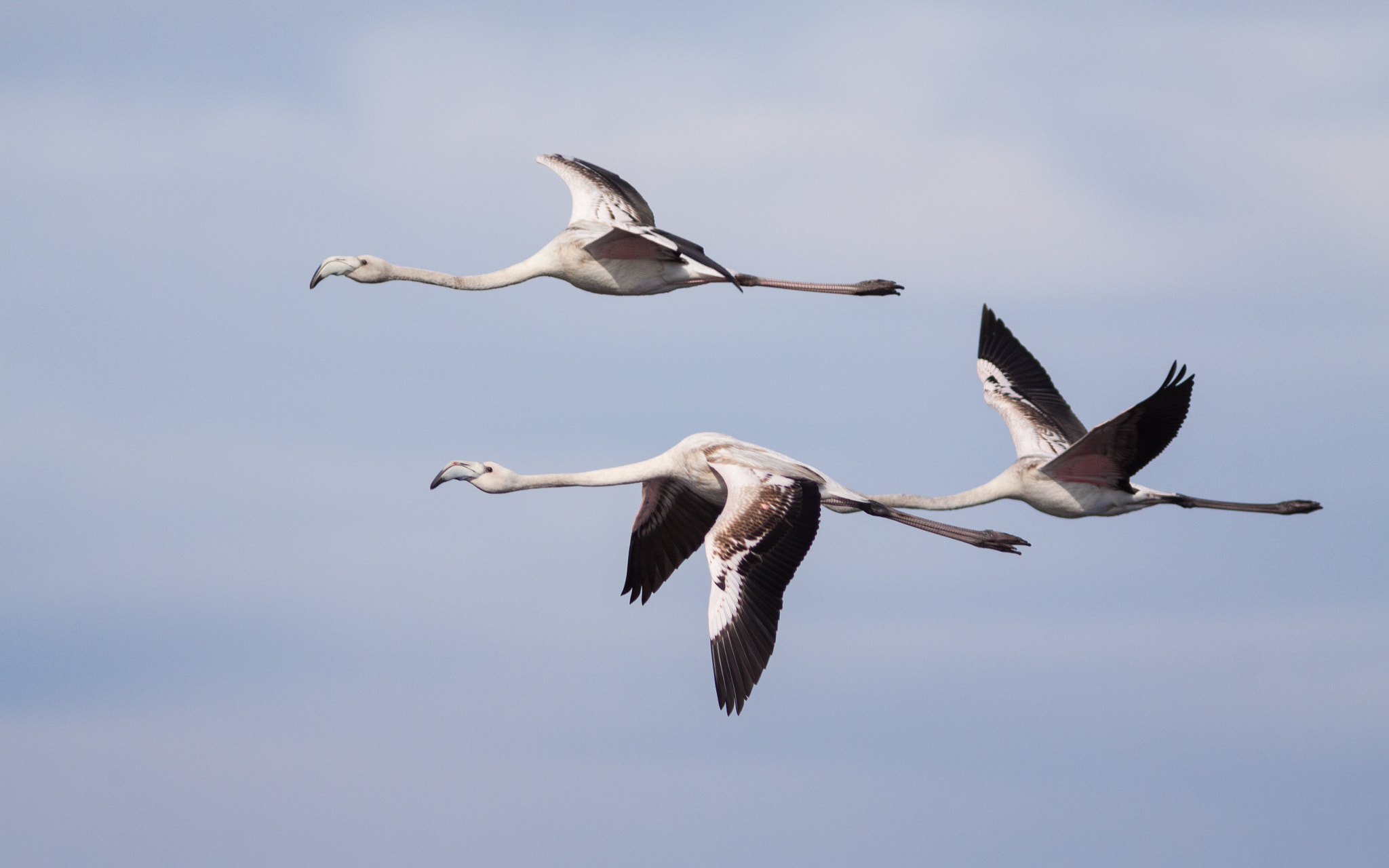 Canon EF 300mm F4L IS USM sample photo. Flamants roses photography