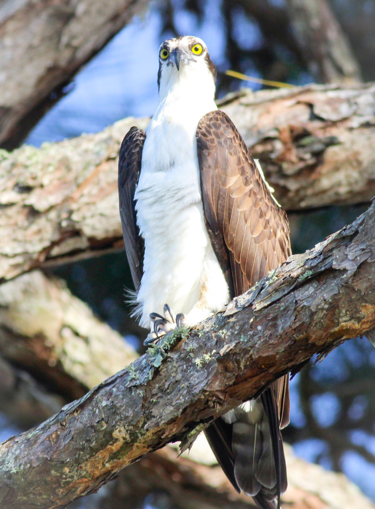 Canon EOS 600D (Rebel EOS T3i / EOS Kiss X5) + Canon EF 400mm F5.6L USM sample photo. Fish hawk in tree photography