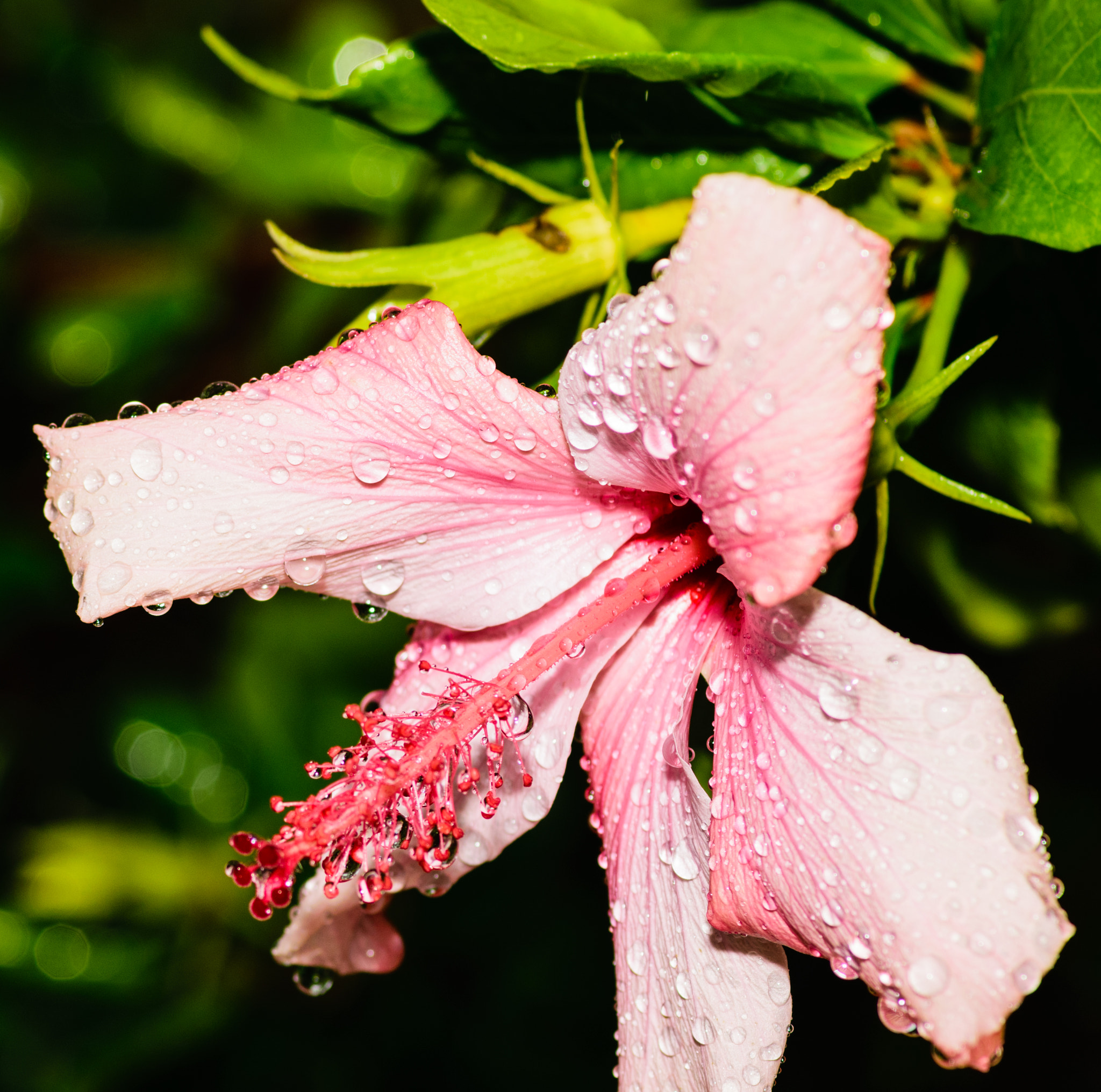 Nikon D3300 + Tokina AT-X Pro 100mm F2.8 Macro sample photo. Flower in winter photography