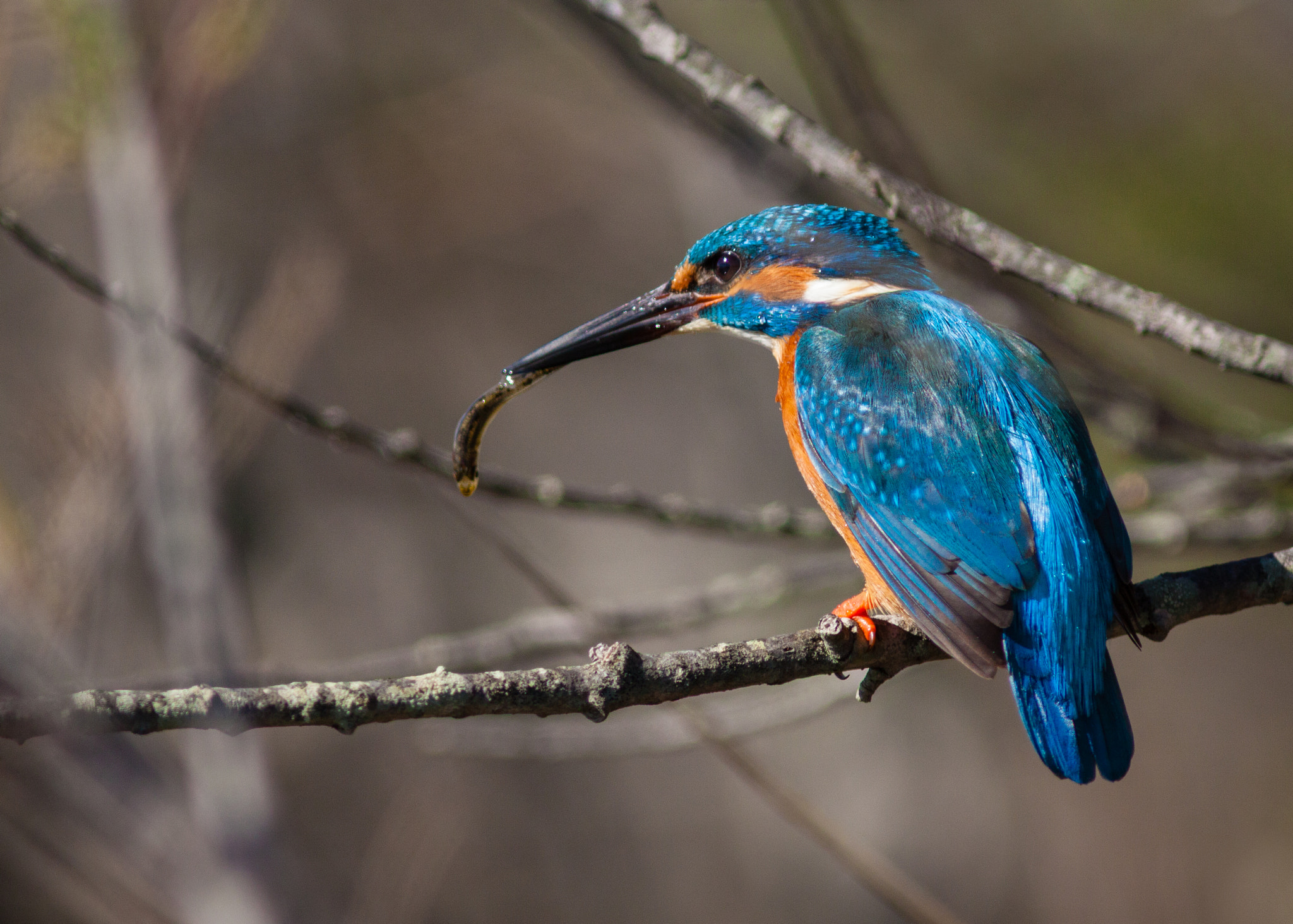 Canon EF 300mm F4L IS USM sample photo. Martin pêcheur photography