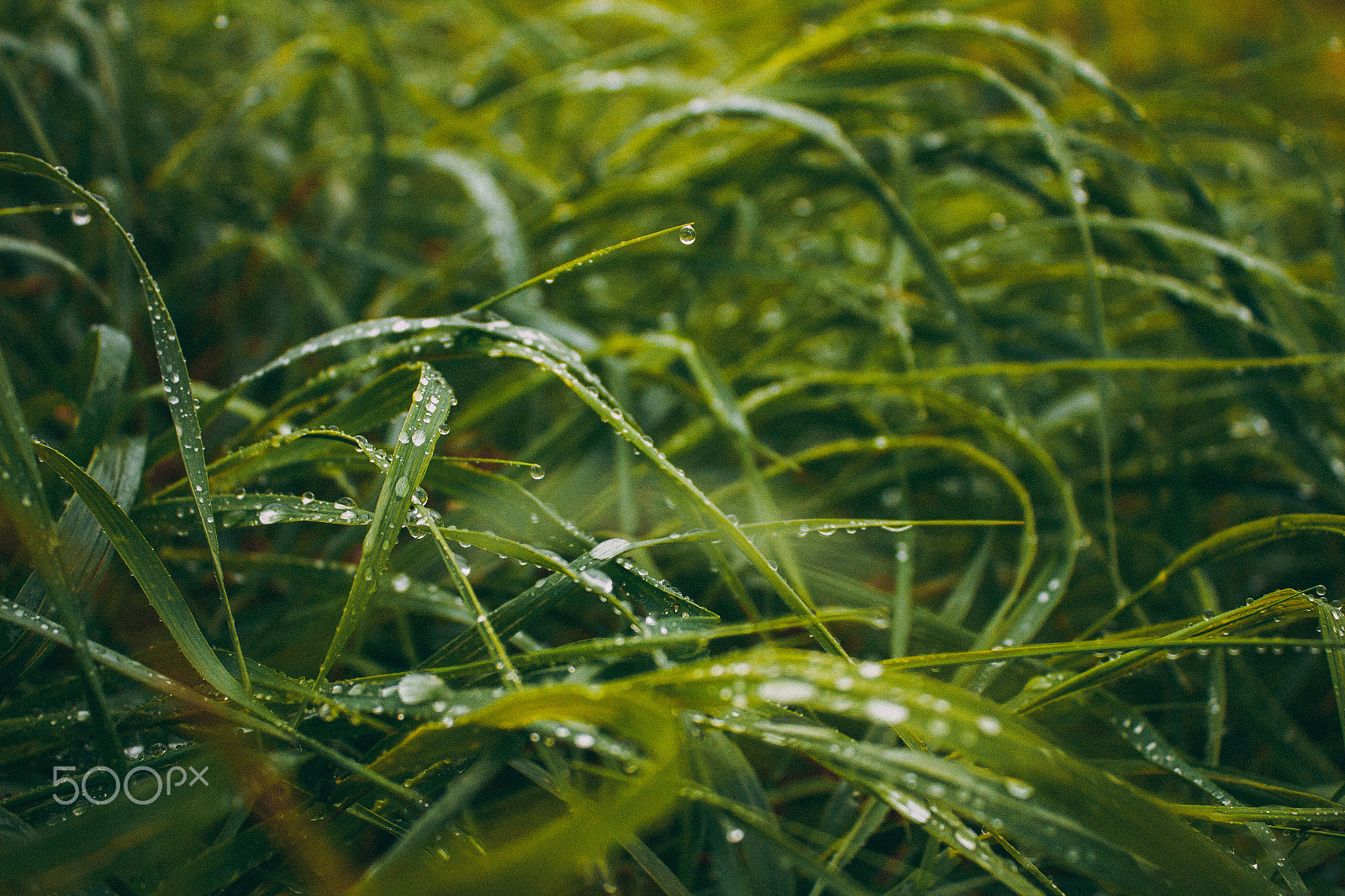 Canon EOS 650D (EOS Rebel T4i / EOS Kiss X6i) sample photo. Grass photography