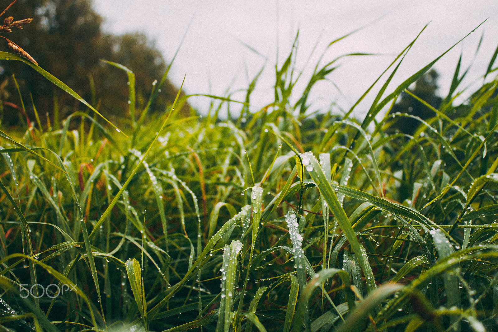 Canon EOS 650D (EOS Rebel T4i / EOS Kiss X6i) sample photo. Grass photography