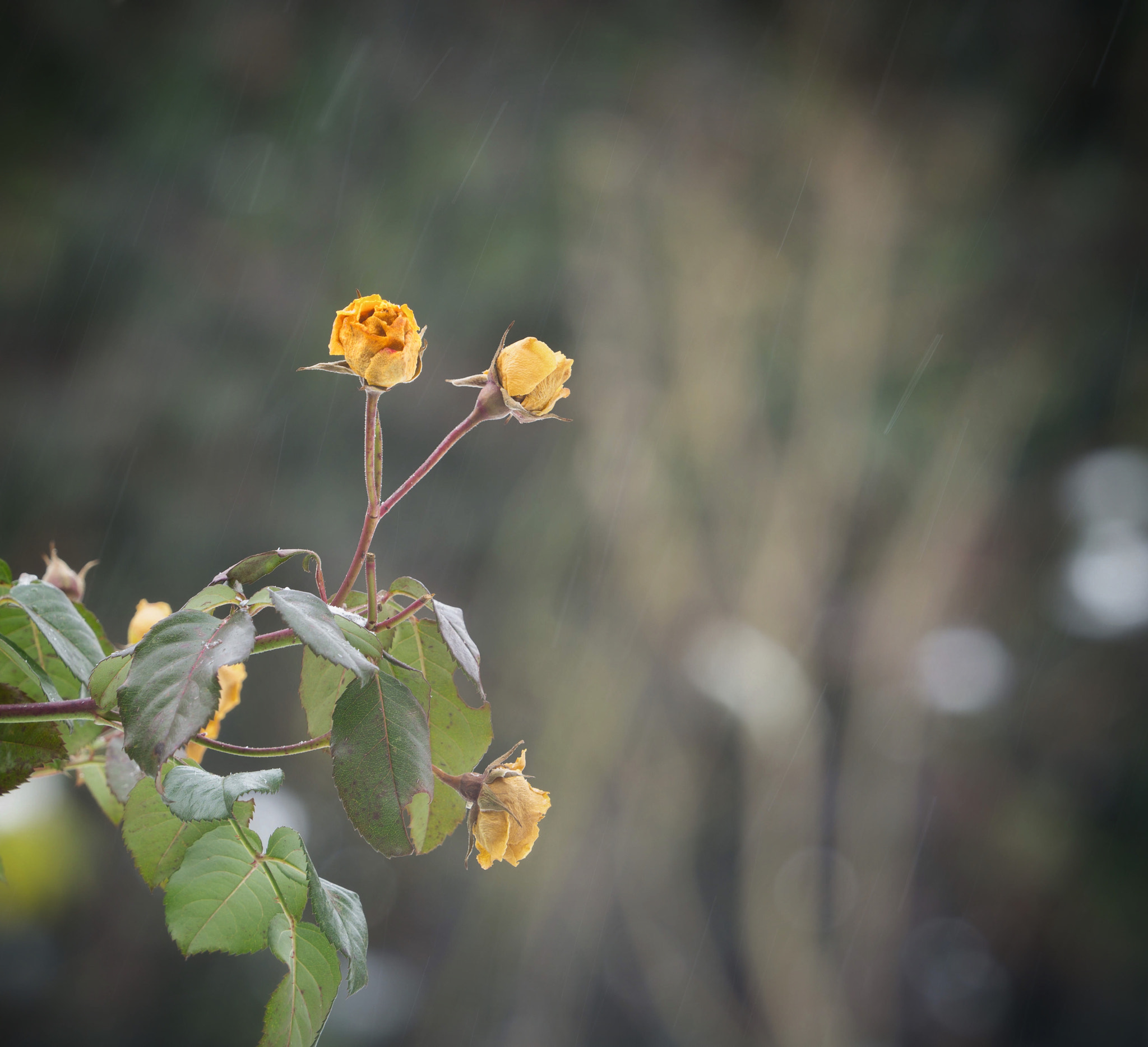 Olympus OM-D E-M1 Mark II + Olympus M.Zuiko Digital ED 40-150mm F2.8 Pro sample photo. Roses in winter photography