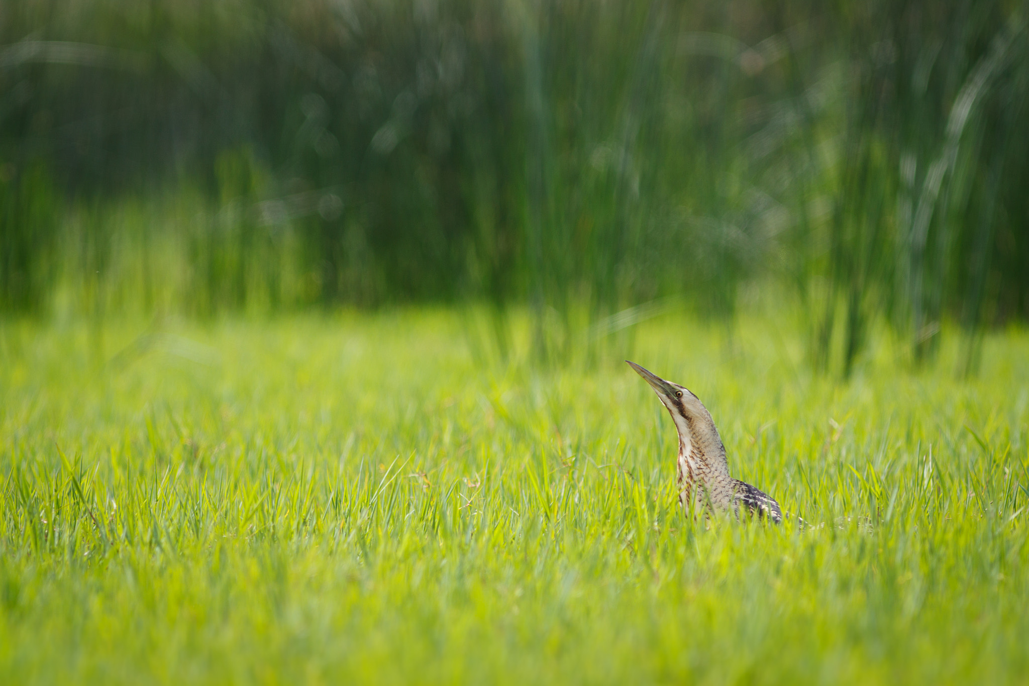 Canon EOS 50D + Canon EF 300mm F4L IS USM sample photo. Butor étoilé photography