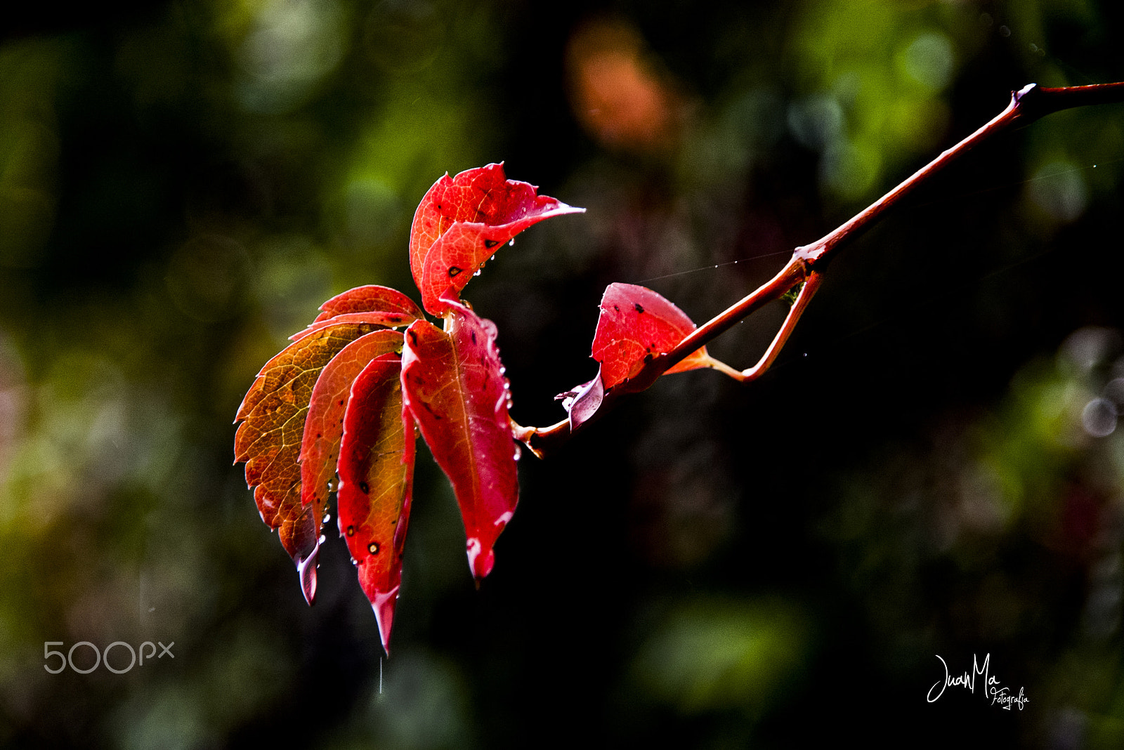 Pentax K100D Super sample photo. Algo que recordar. photography