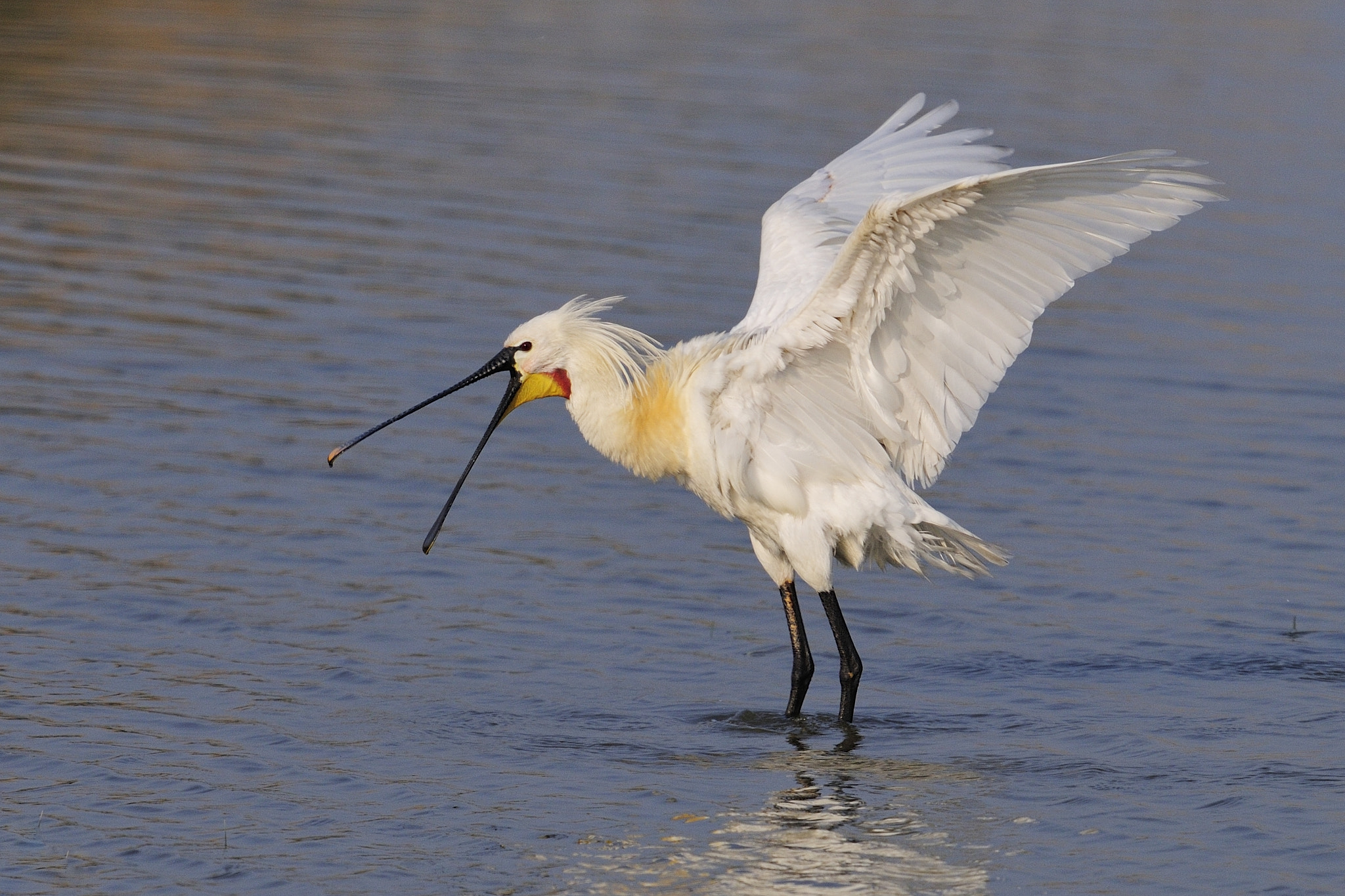 Nikon D300 + Nikon AF-S Nikkor 600mm F4G ED VR sample photo. European spoonbill / löffler photography