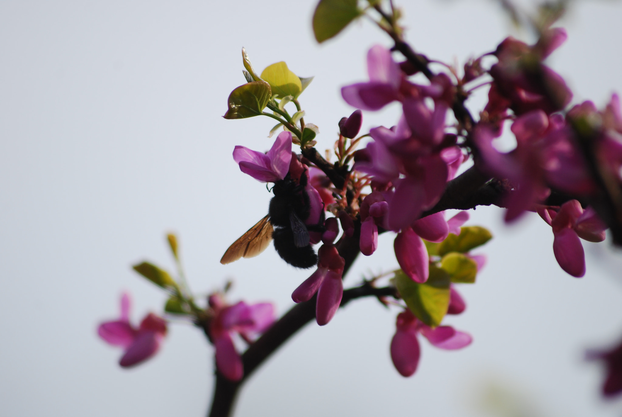 Sigma 70-300mm F4-5.6 APO DG Macro sample photo. Hard at work photography