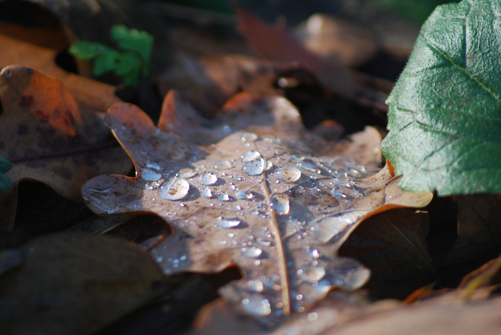 Sigma 70-300mm F4-5.6 APO DG Macro sample photo. Dew photography