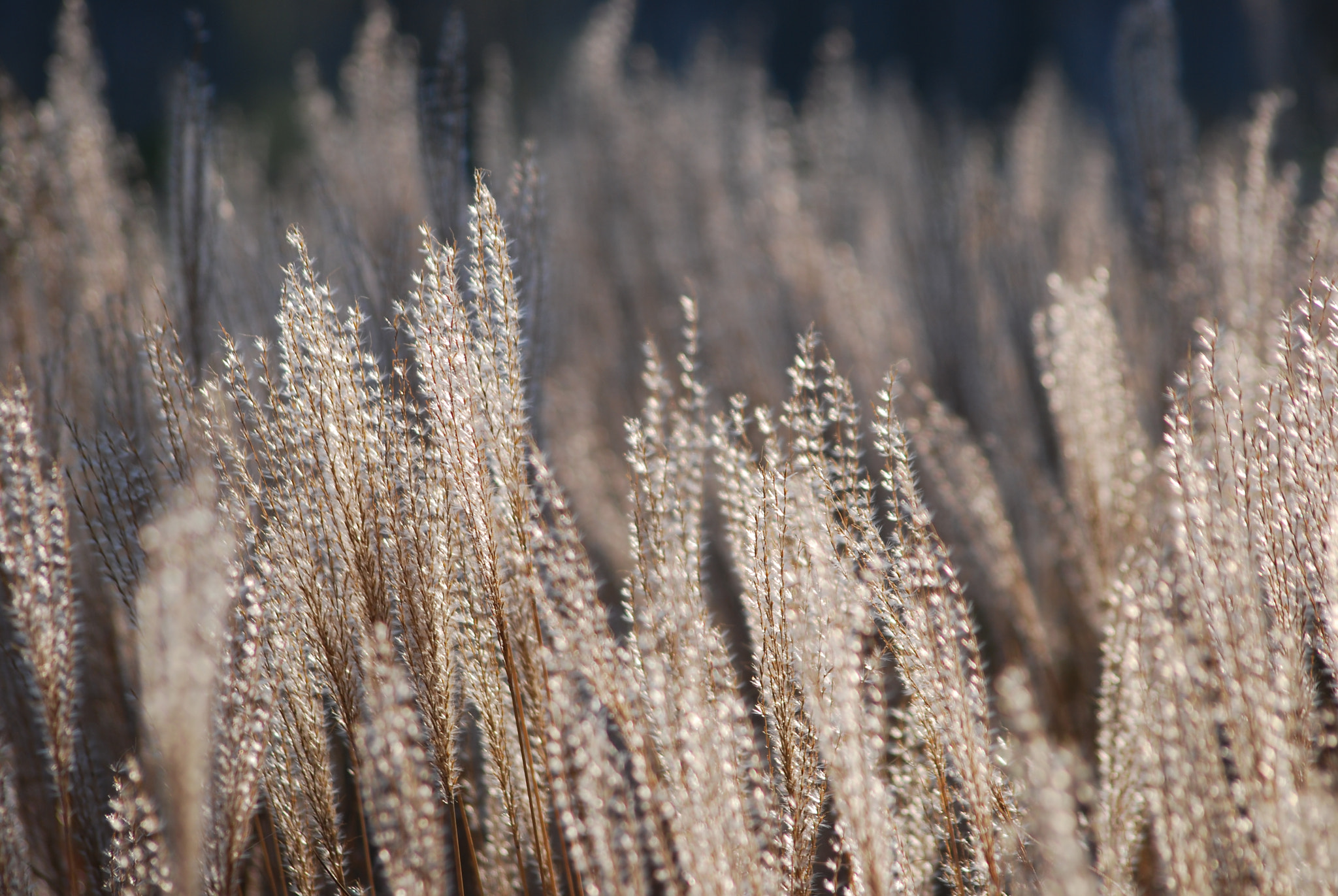 Sigma 70-300mm F4-5.6 APO DG Macro sample photo