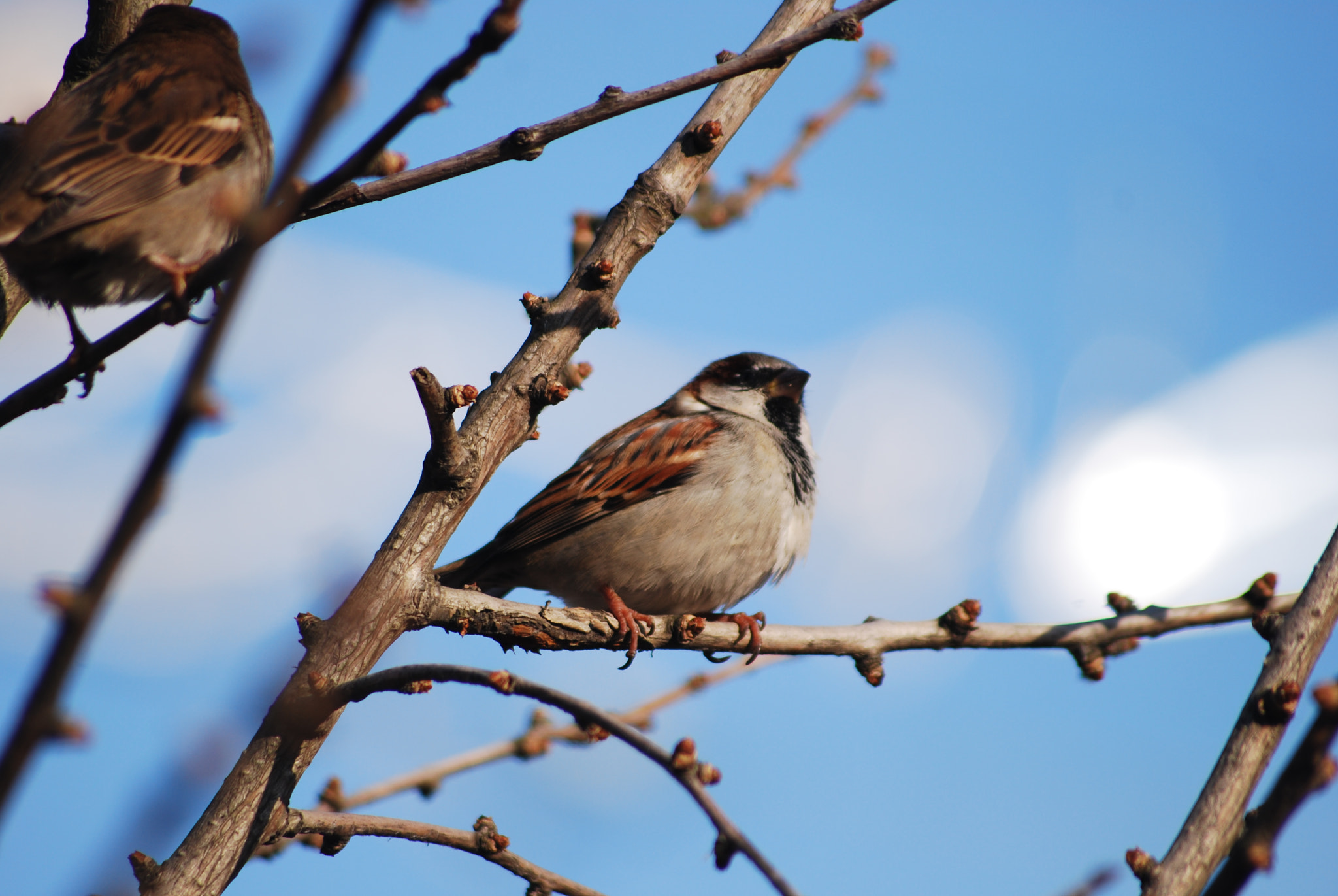Sigma 70-300mm F4-5.6 APO DG Macro sample photo. Enjoying the sunshine photography