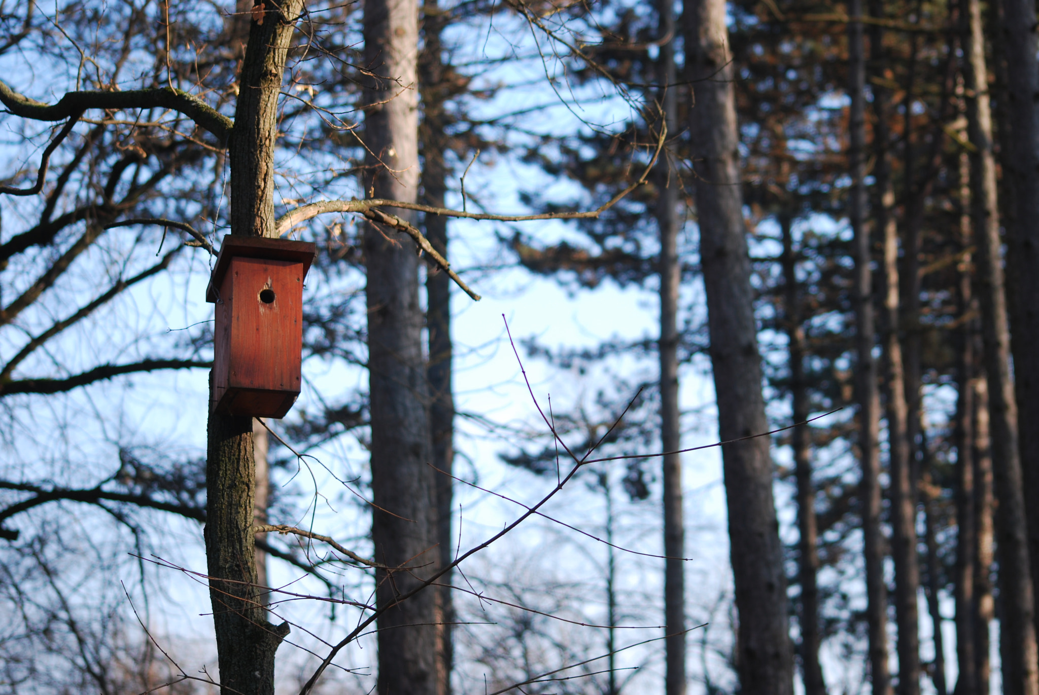 Sigma 70-300mm F4-5.6 APO DG Macro sample photo. A home in the wild photography