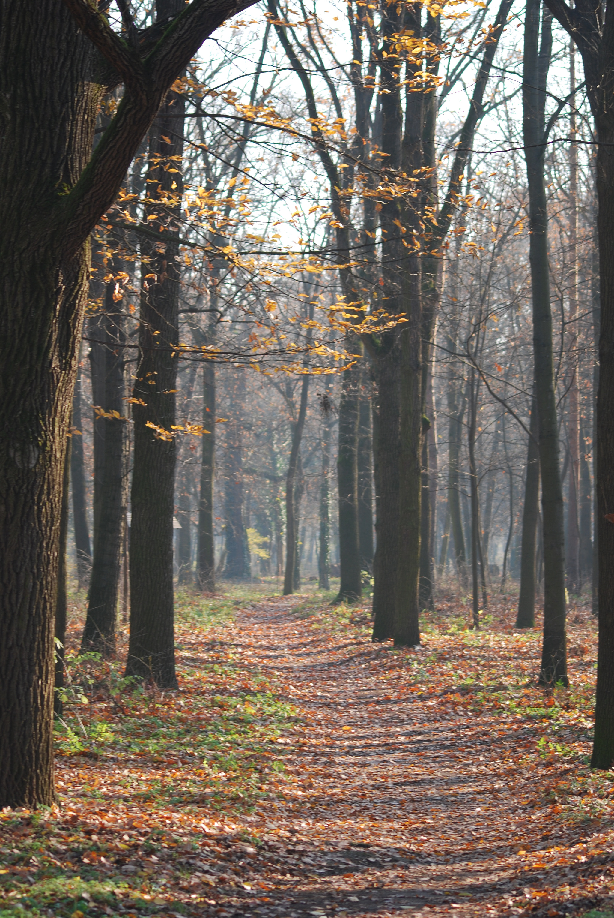 Sigma 70-300mm F4-5.6 APO DG Macro sample photo. A path into the unknown photography
