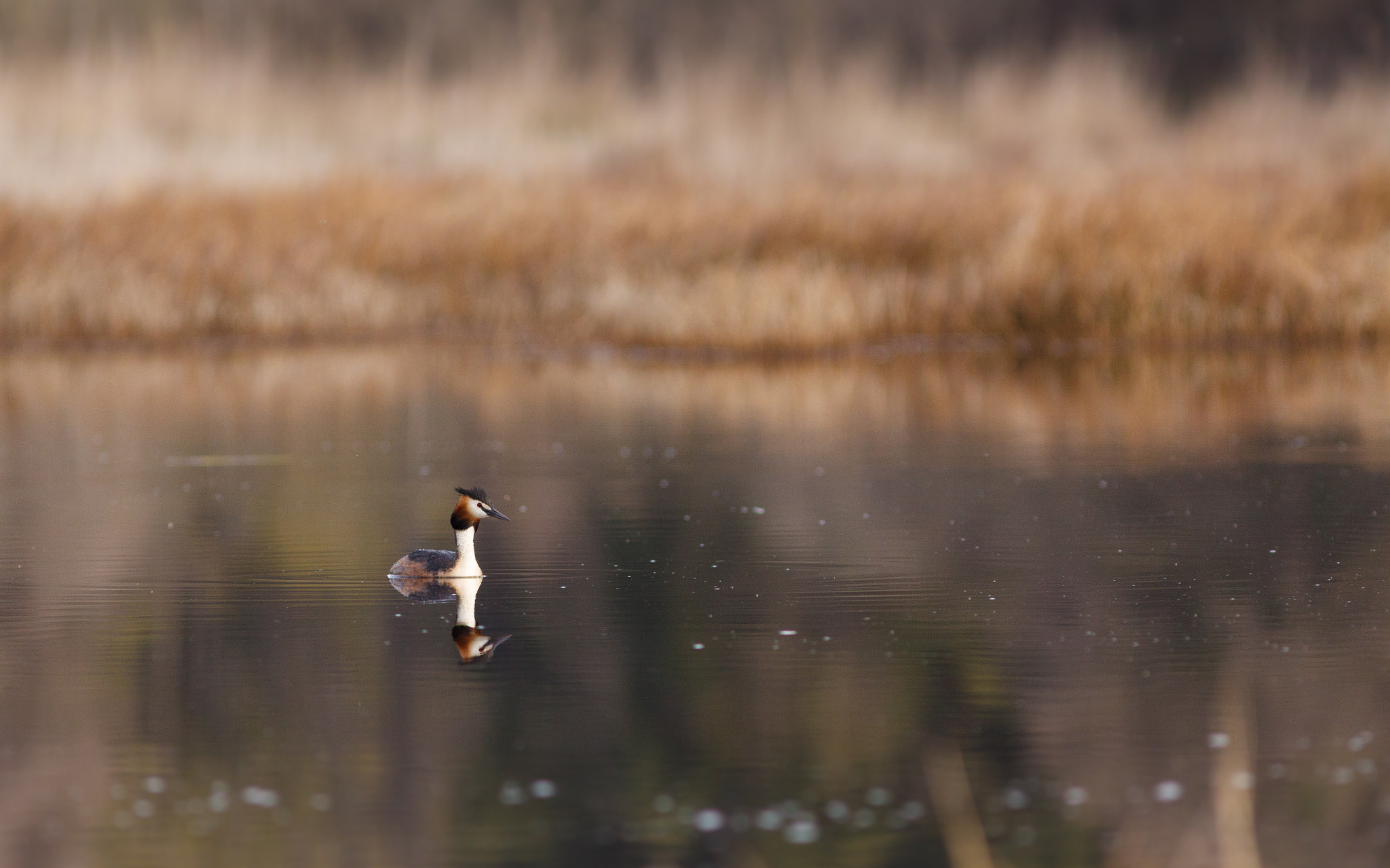 Canon EOS 50D sample photo. Busard des roseaux photography