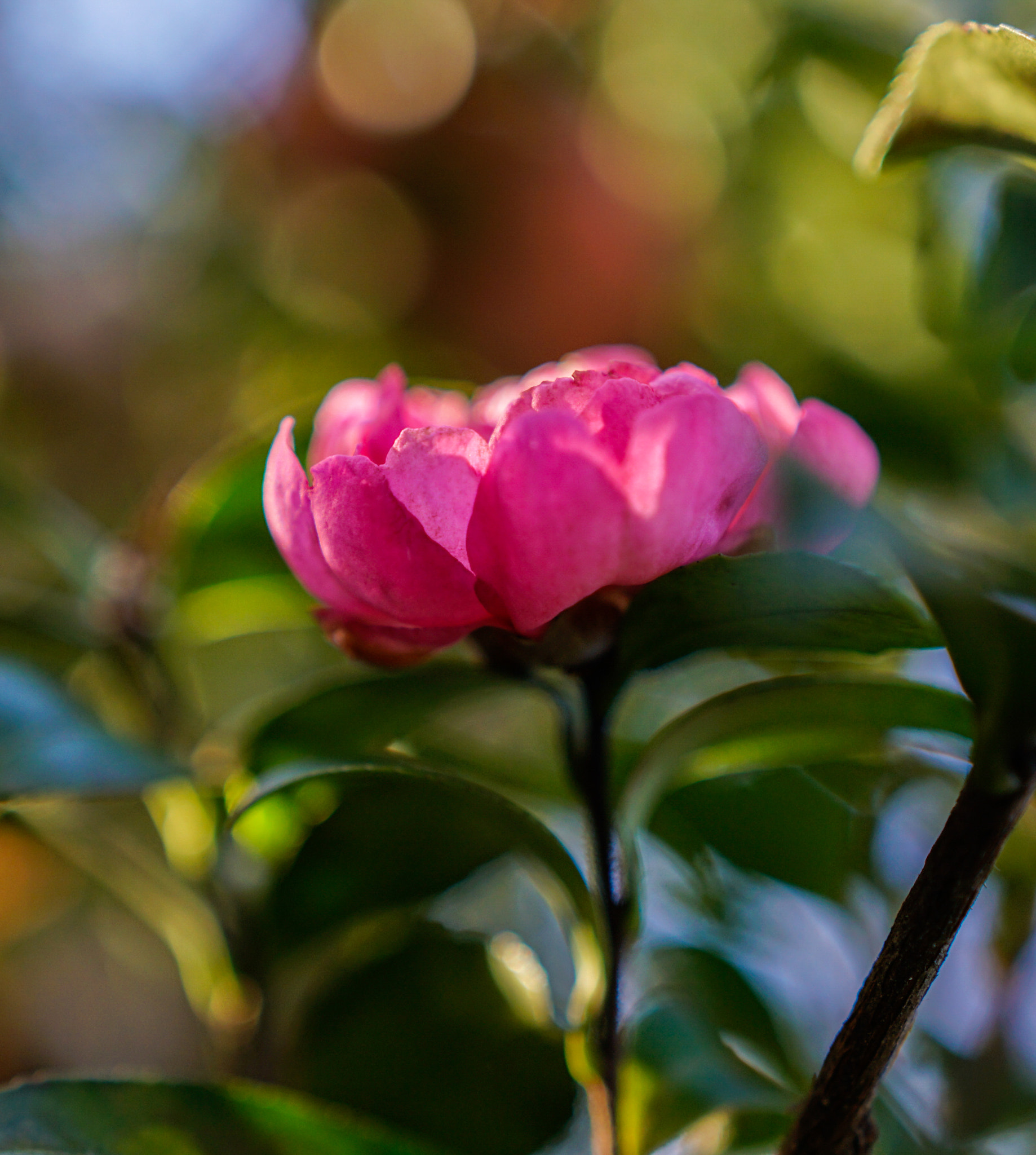 Sony a6300 sample photo. Pink camellia photography