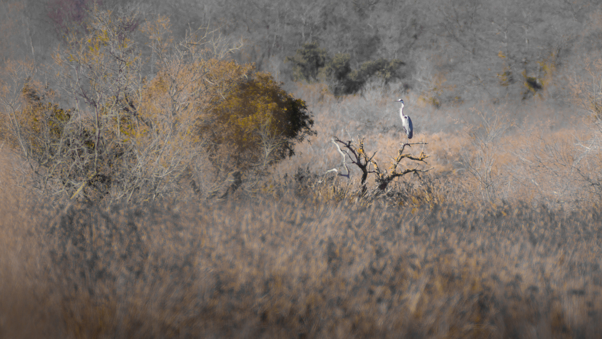 Canon EF 300mm F4L IS USM sample photo. Héron cendré photography