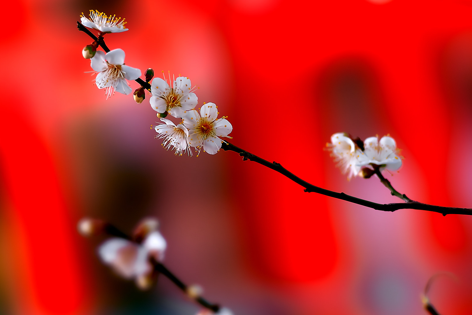 Sony a7 + 135mm F2.8[T4.5] STF sample photo. White plum 2 photography