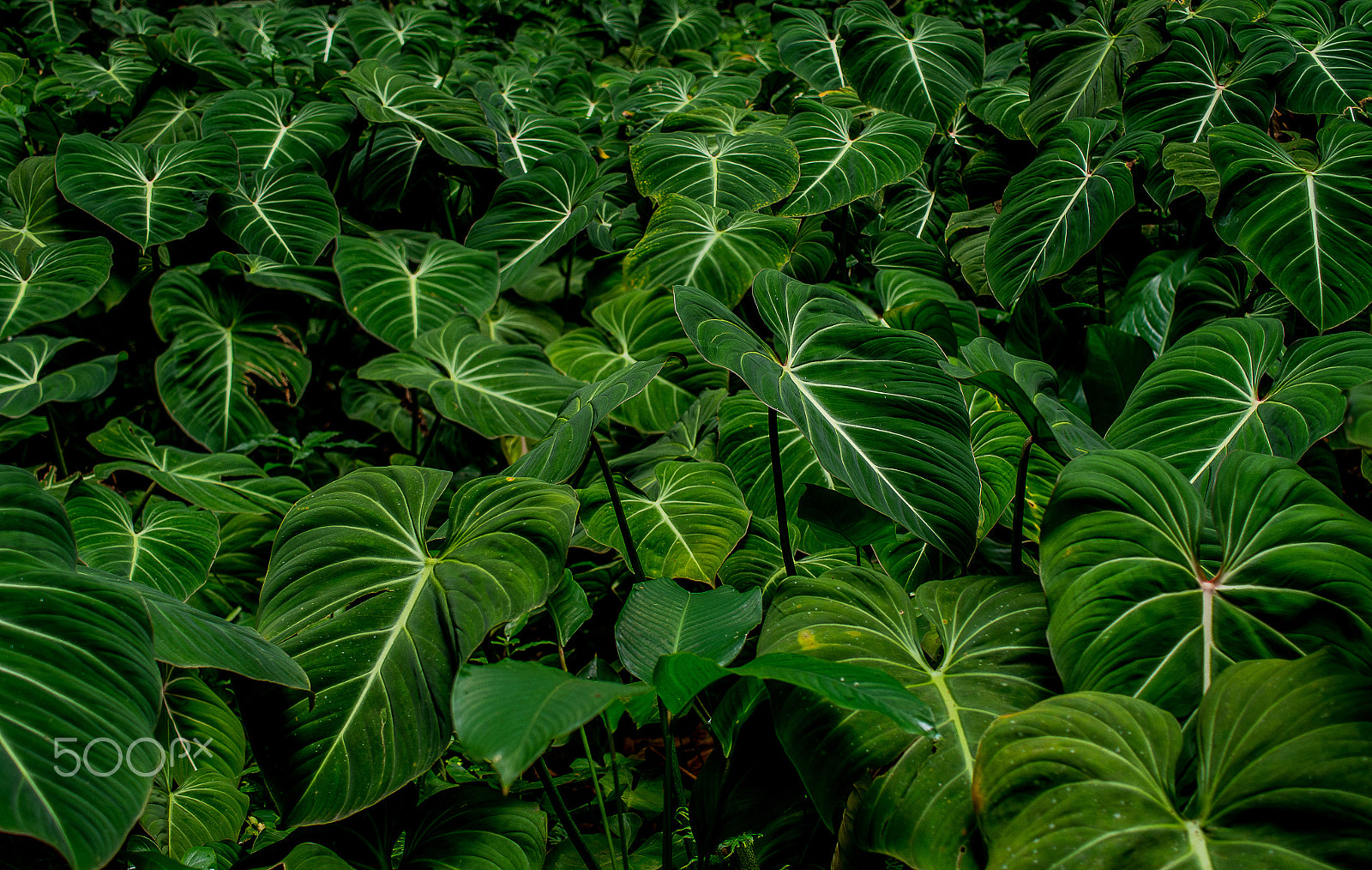 Pentax K-5 II sample photo. Tropical underbrush photography