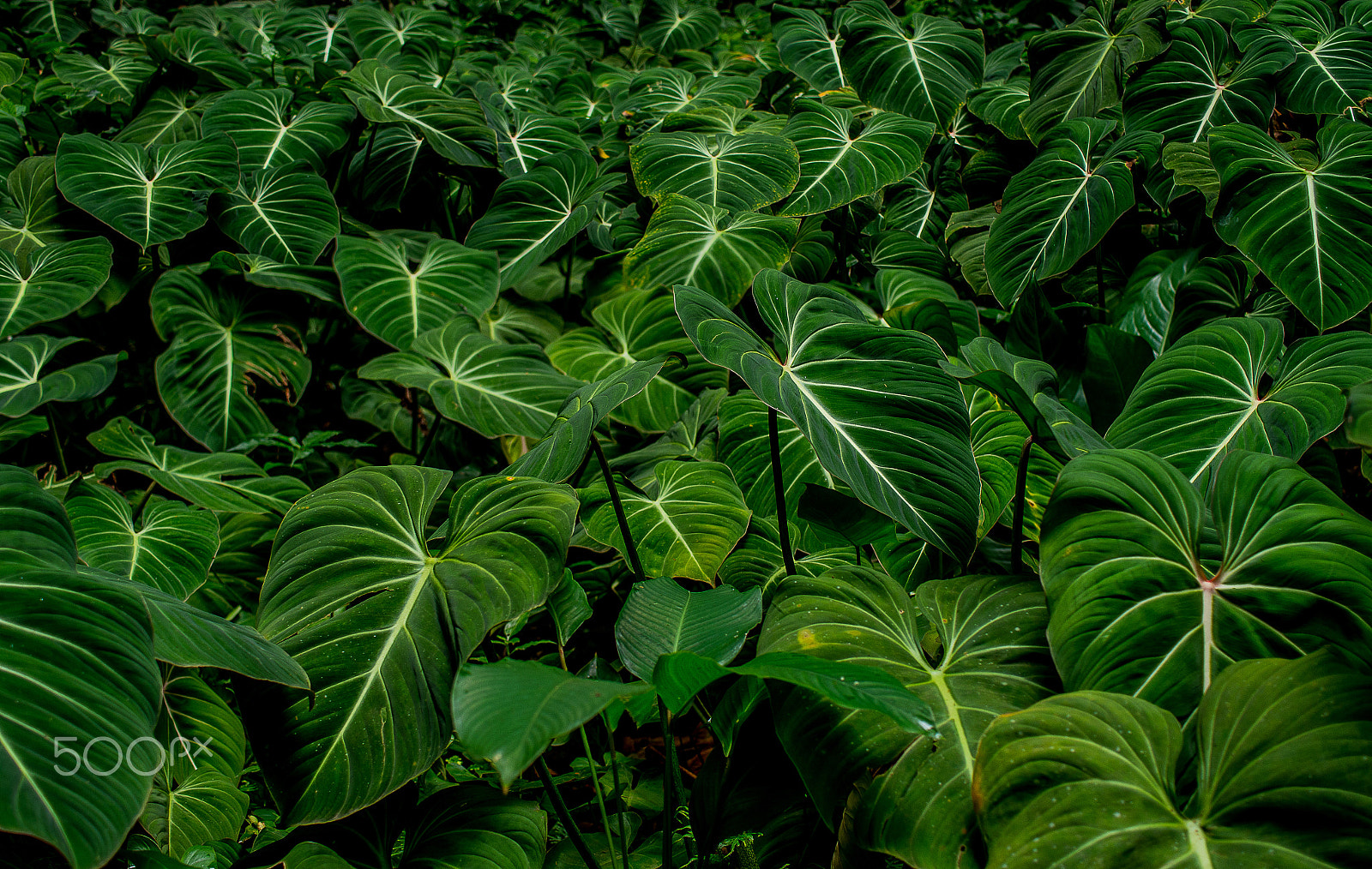 Pentax smc DA 35mm F2.8 Macro Limited sample photo. Tropical underbrush photography