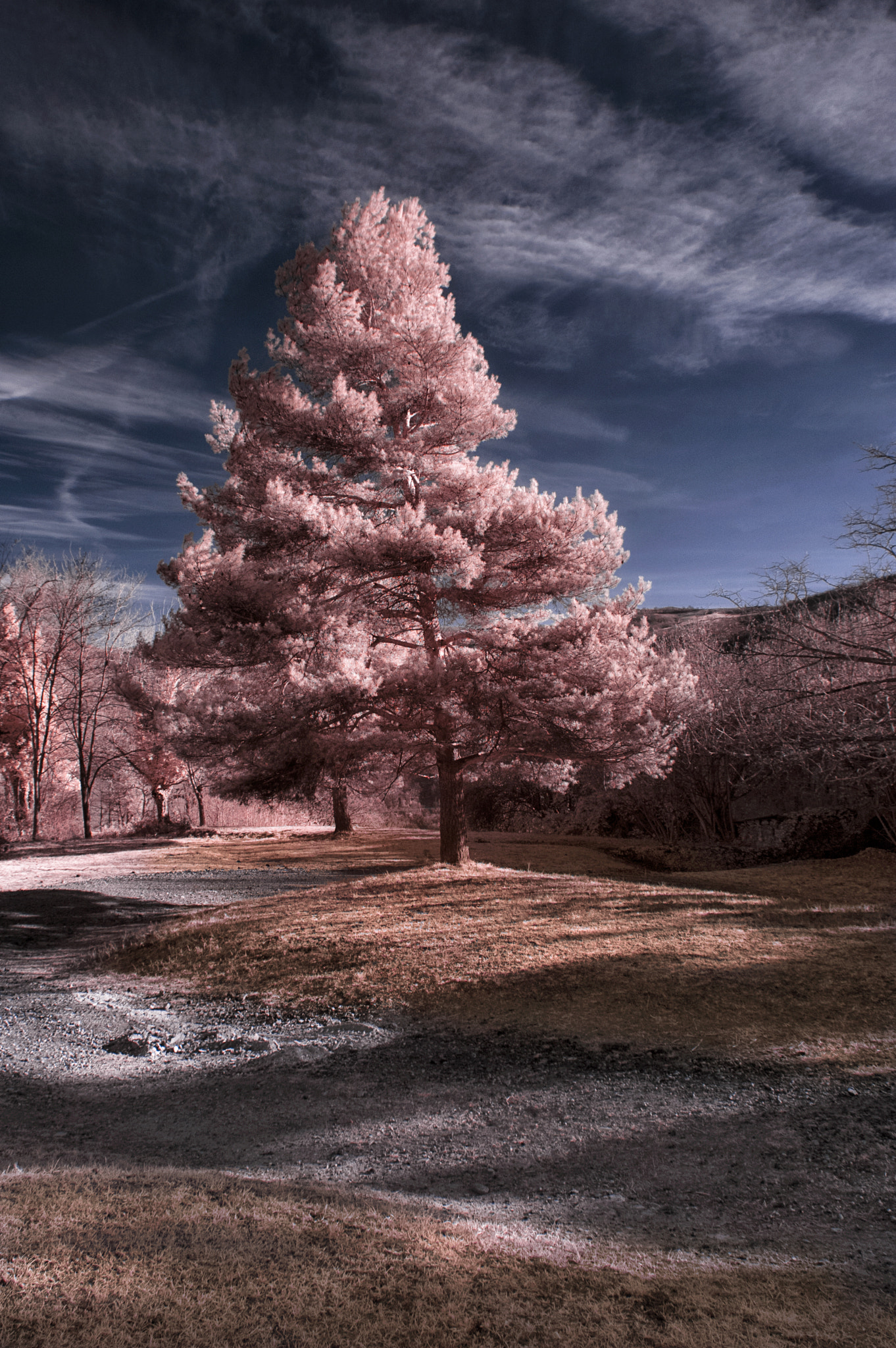 Nikon D70s sample photo. Magic tree photography