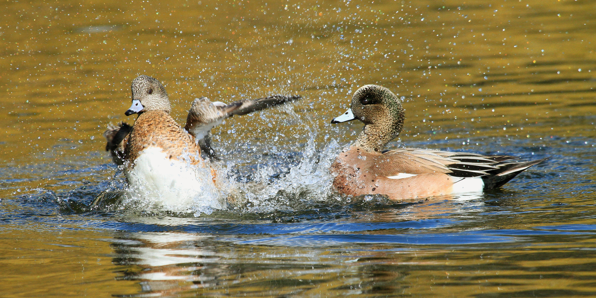 Canon EOS 7D + Canon EF 100-400mm F4.5-5.6L IS USM sample photo. Morning bathing photography