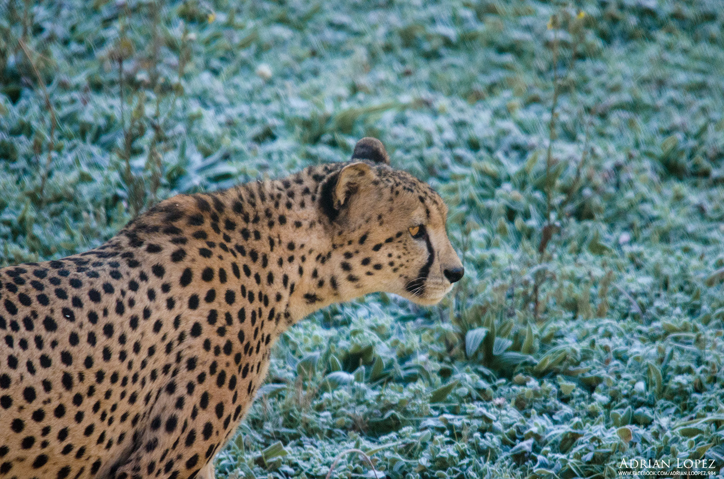 Sigma 150-500mm F5-6.3 DG OS HSM sample photo. Leopardo photography