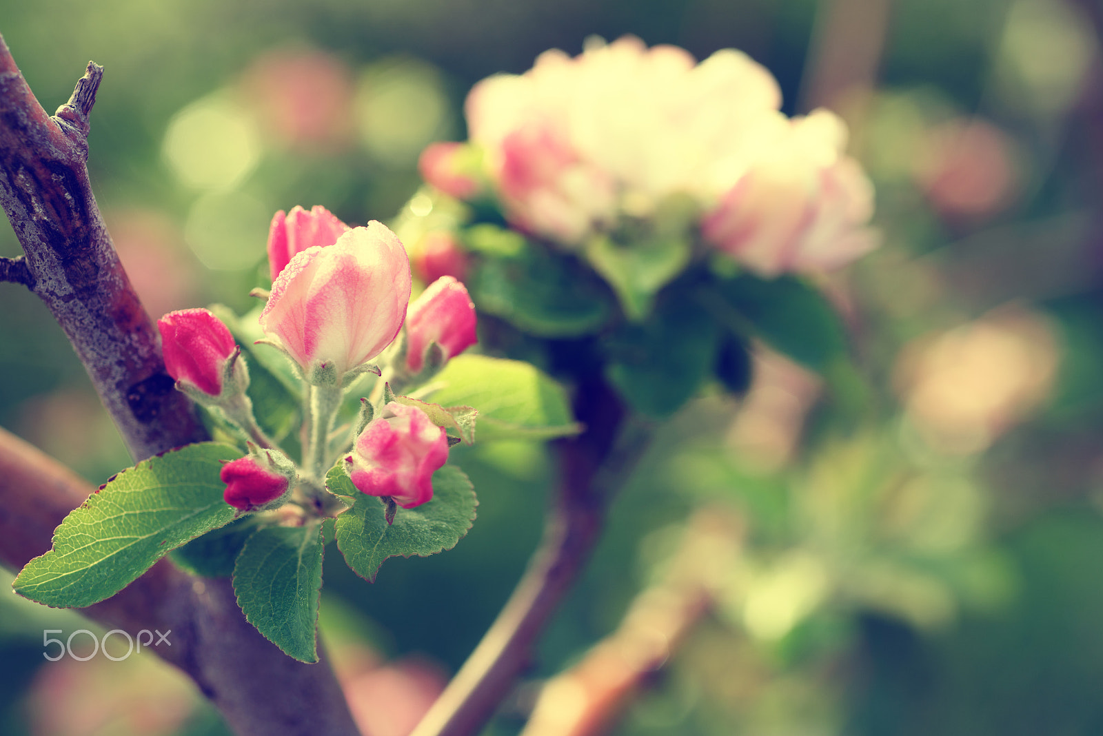 Nikon AF Micro-Nikkor 60mm F2.8D sample photo. Apple tree flower photography