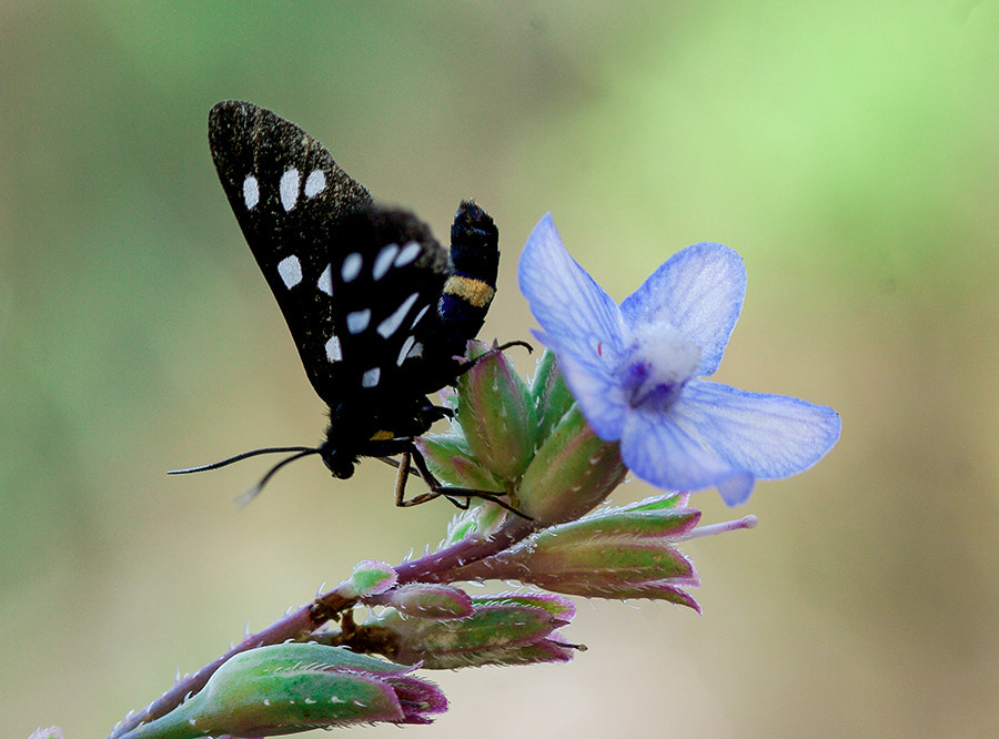 Pentax K20D sample photo. Buterfly photography