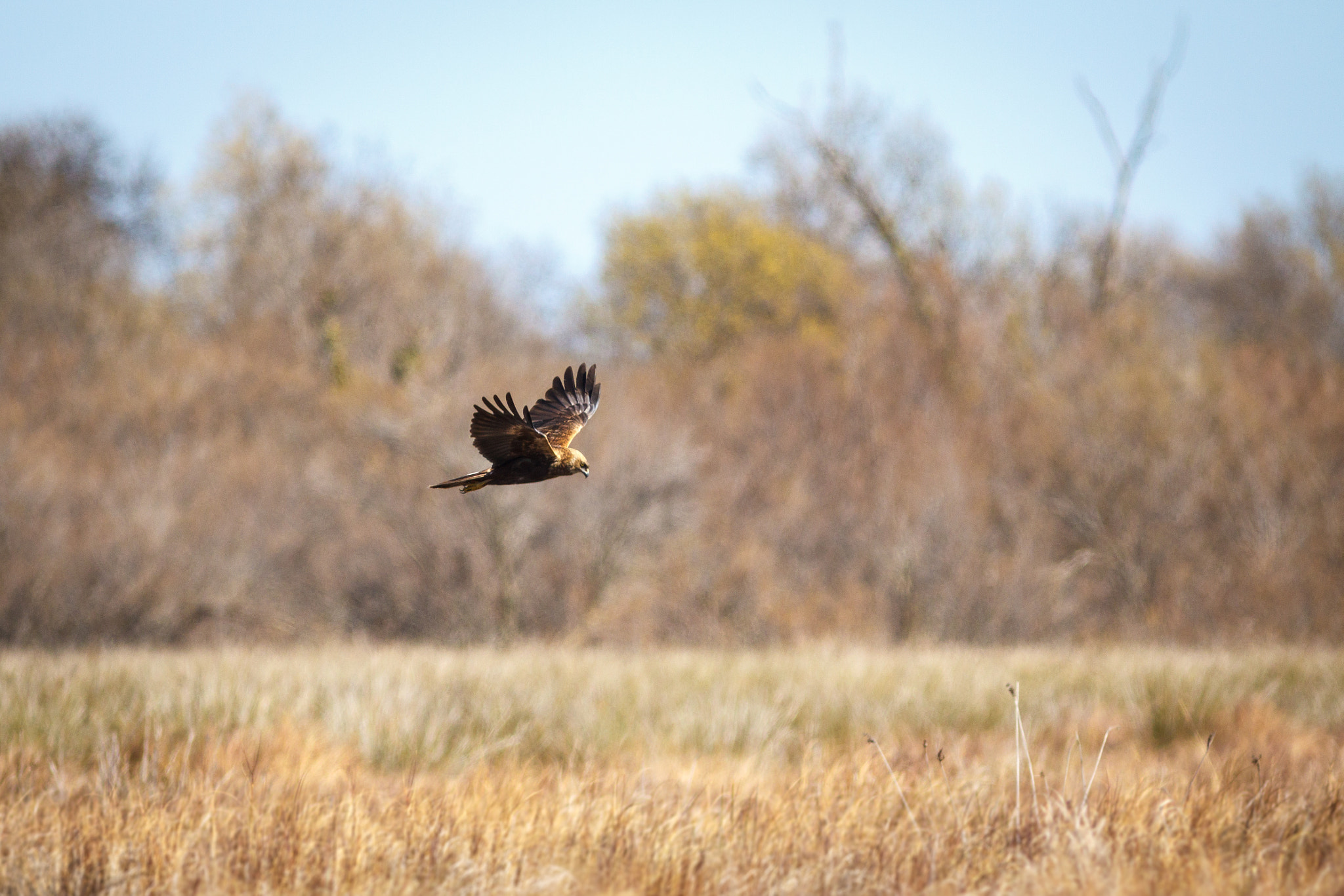 Canon EOS 50D sample photo. Busard des roseaux photography