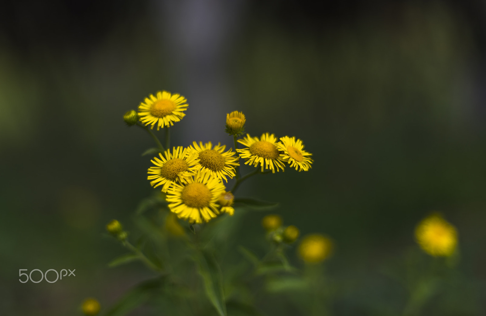 Nikon D810 + Nikon AF Nikkor 50mm F1.4D sample photo. Daisy photography