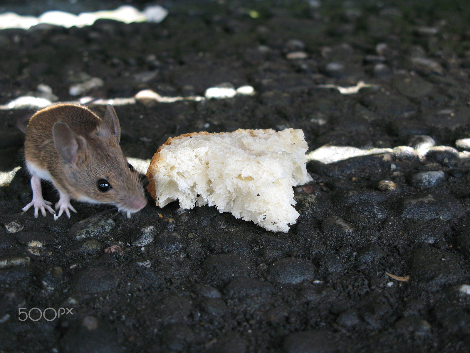 Canon POWERSHOT G7 sample photo. Great, someone lost a piece of bread! photography