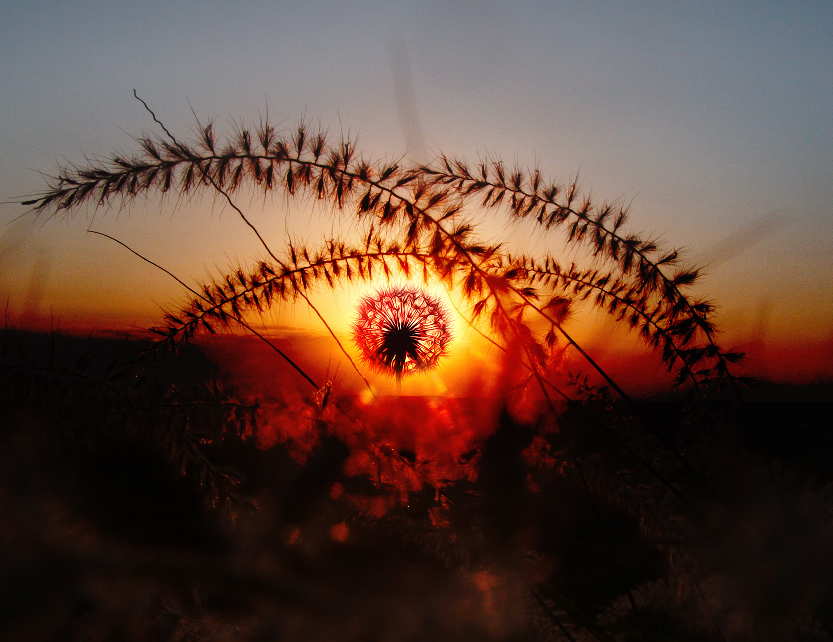 Fujifilm FinePix Z35 sample photo. Dandelion sunset photography