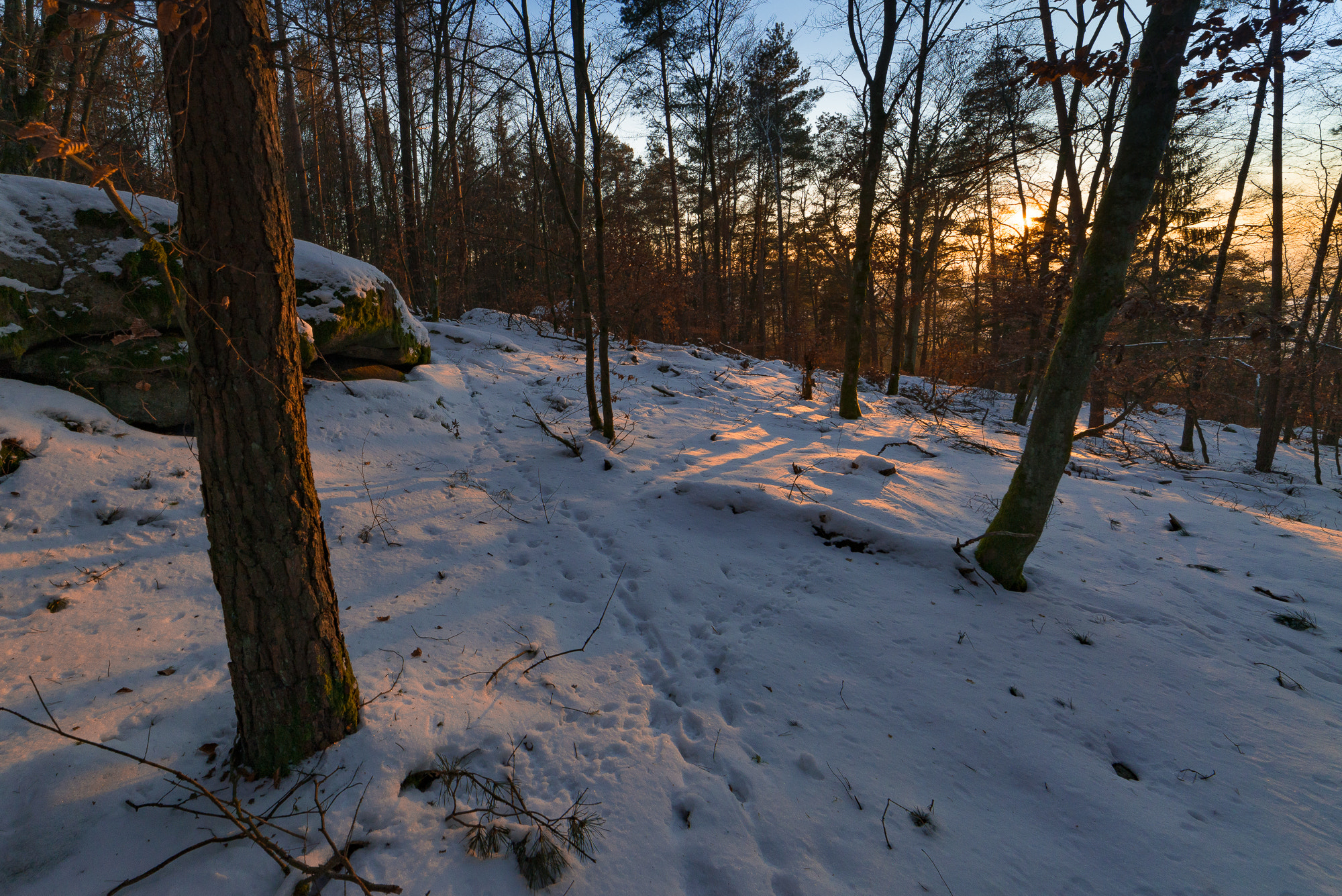 Samyang 14mm F2.8 ED AS IF UMC sample photo. Animal path photography