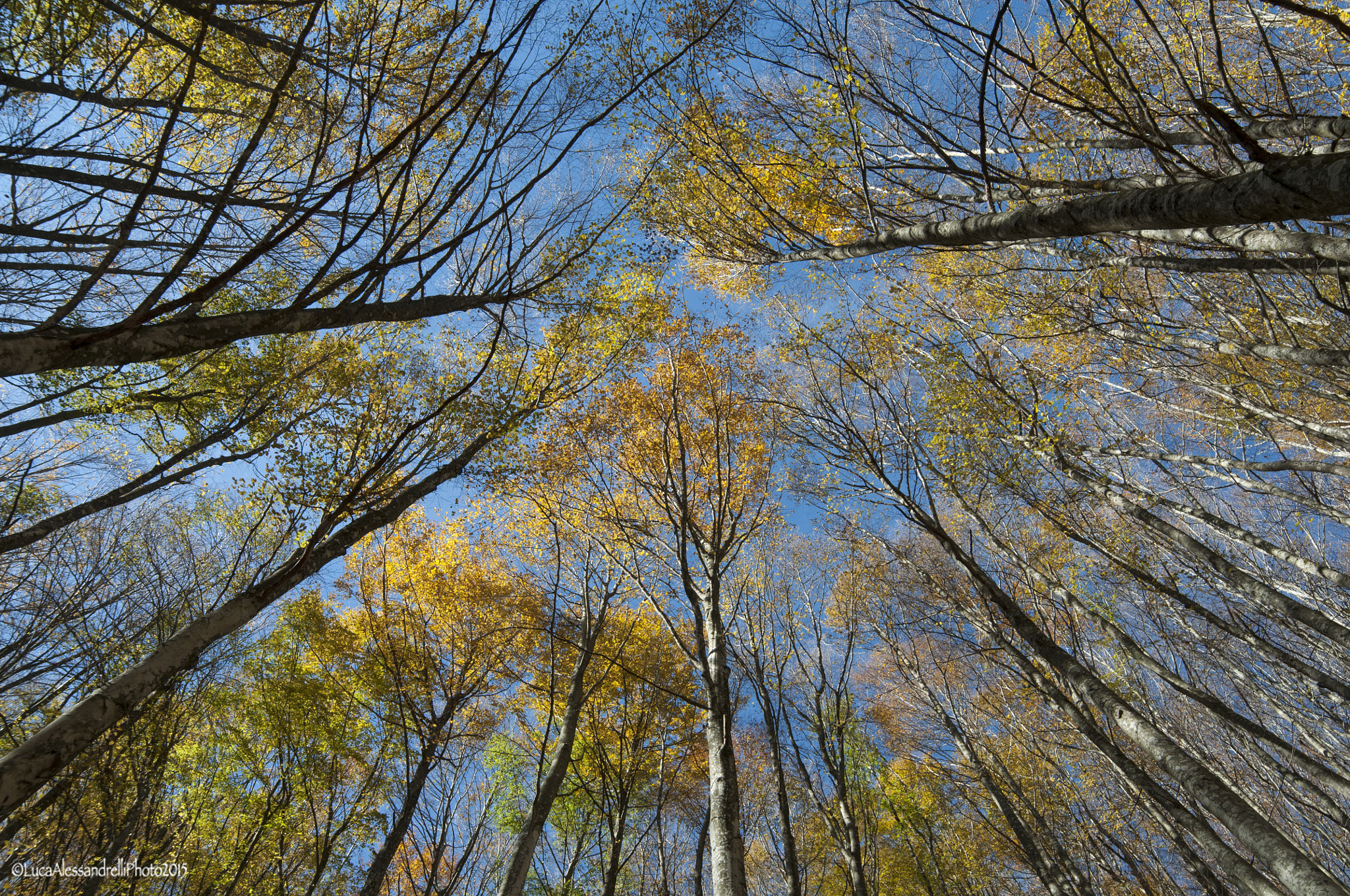 Samyang 14mm F2.8 ED AS IF UMC sample photo. Autumn colors - foresta casentinese - italy photography