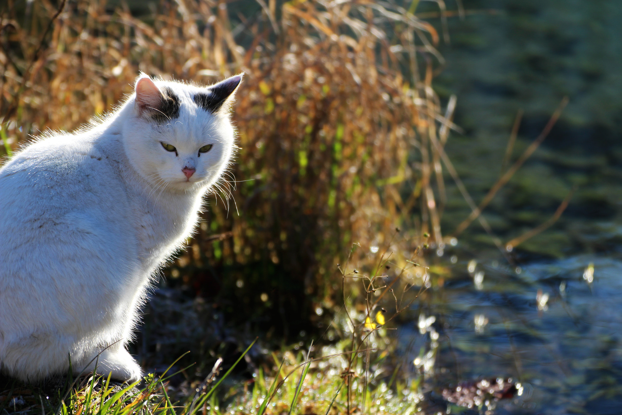 Tamron SP 35mm F1.8 Di VC USD sample photo. Cute cat ❤ photography