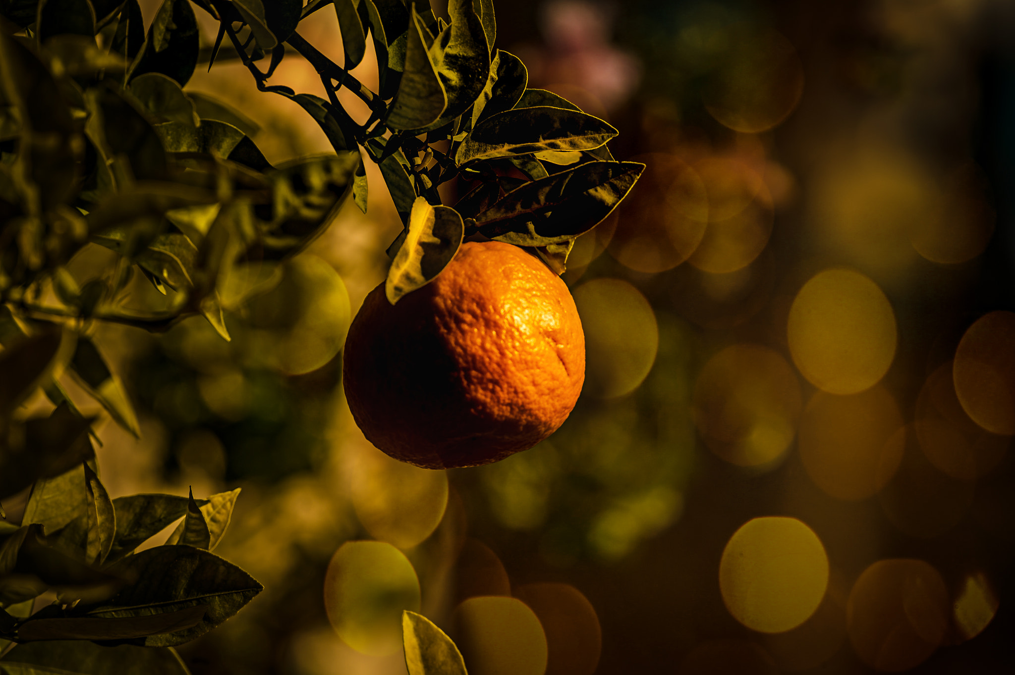 Nikon D4 sample photo. Tasty tangerines photography